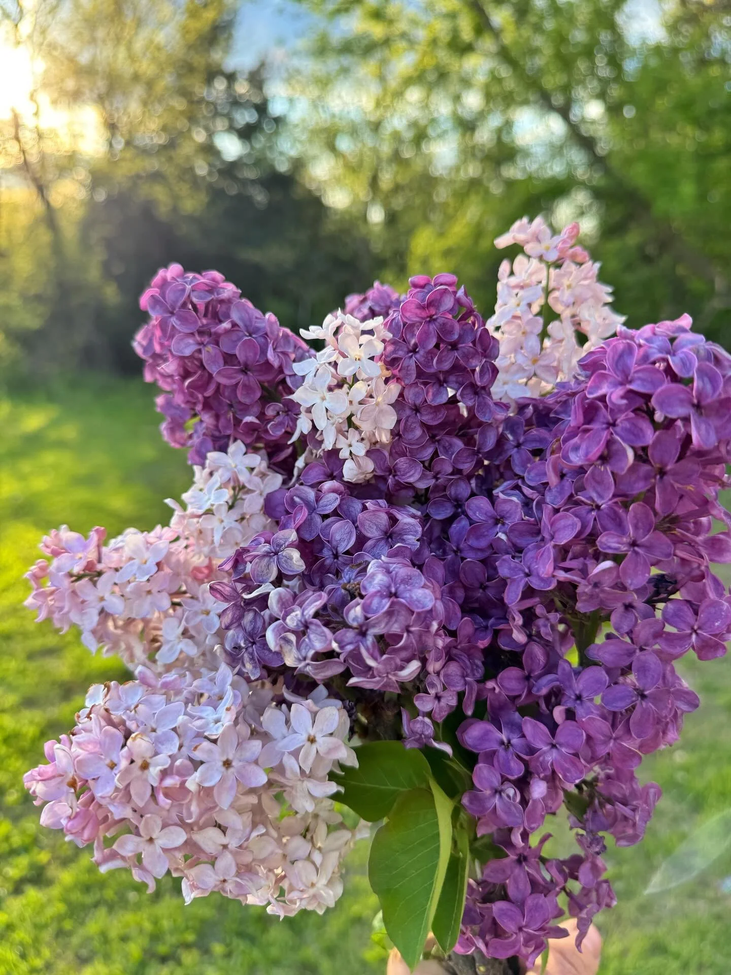 Sometimes you just have to cut a few flowers to enjoy for yourself and lilacs are some of my favorites💜🌸

We're working on adding more of these beauties to the farm and slowly they are getting to a mature stage. My most favorite is the pretty blush