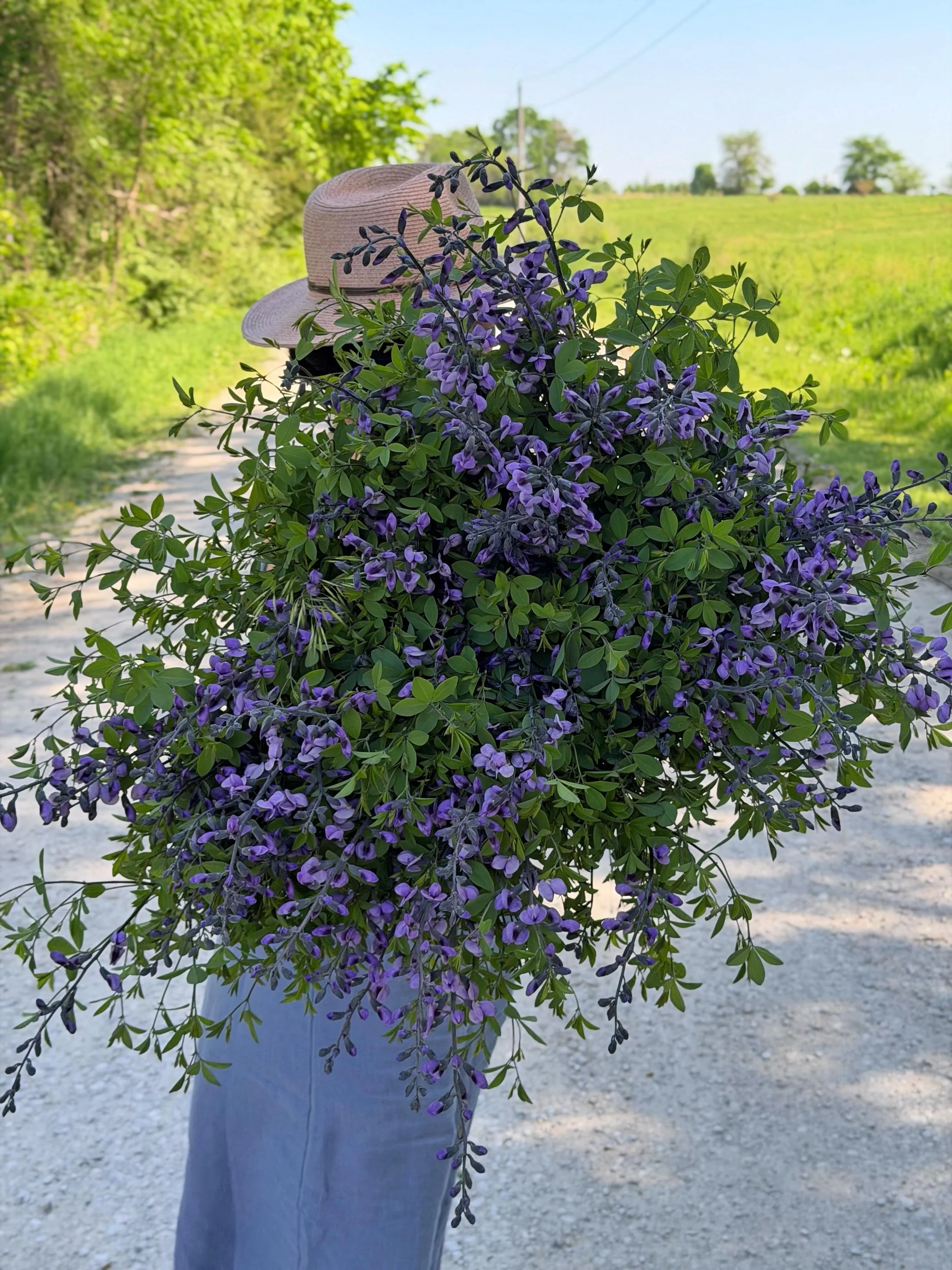 We love sharing blooms that are sometimes not quite as known with our customers. This is one that we had to say all morning this morning at farmers market. Baptisia/false indigo! Isn't it gorgeous? Not only is the bloom gorgeous, but the airy greener