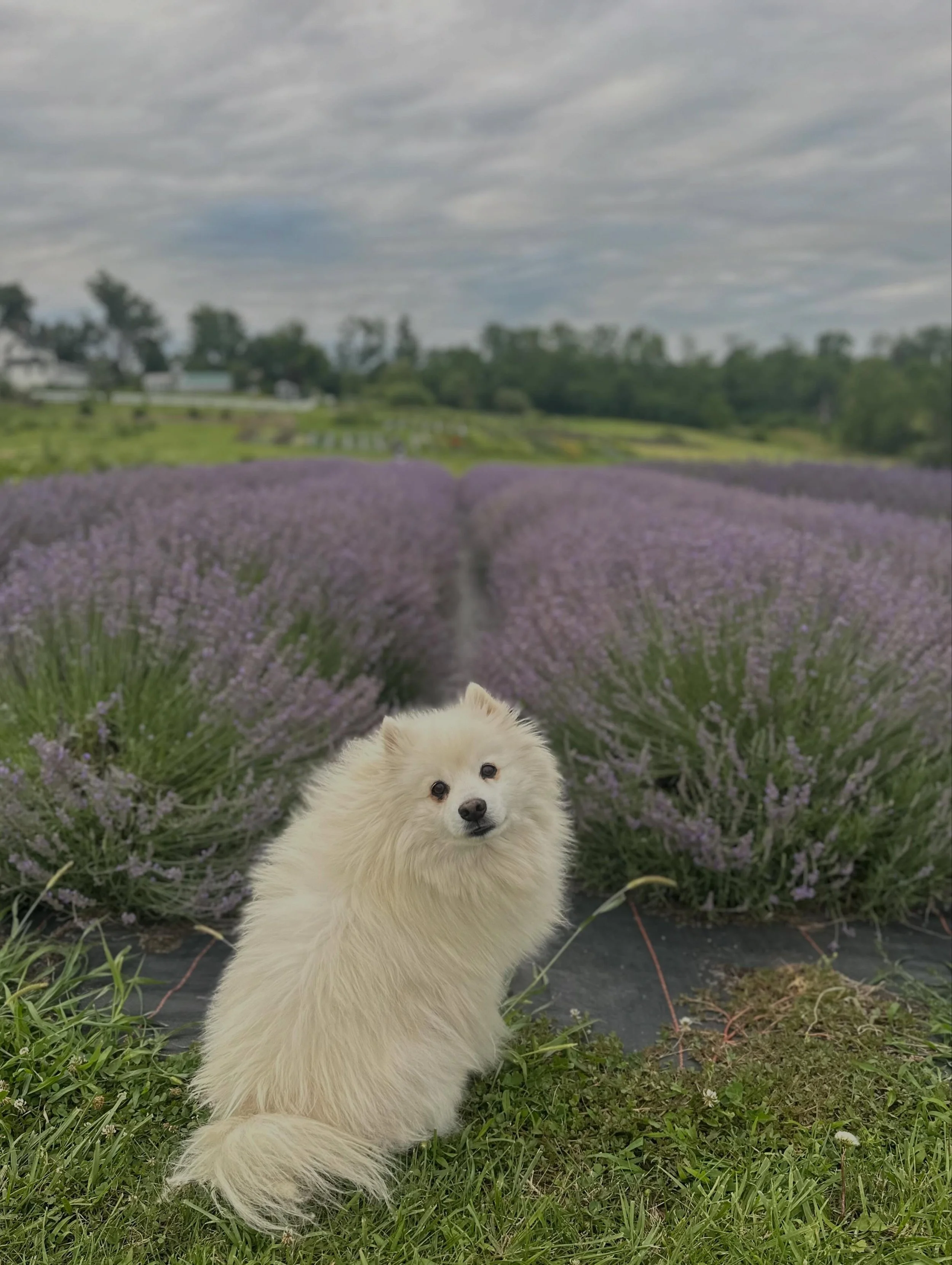 Some dogs are once in a lifetime dogs, and our sweet Chewy was one of them. For so many years, Chewy greeted visitors to the farm like they were old friends. He never met a stranger, especially if they came with head scratches, treats, or little kids