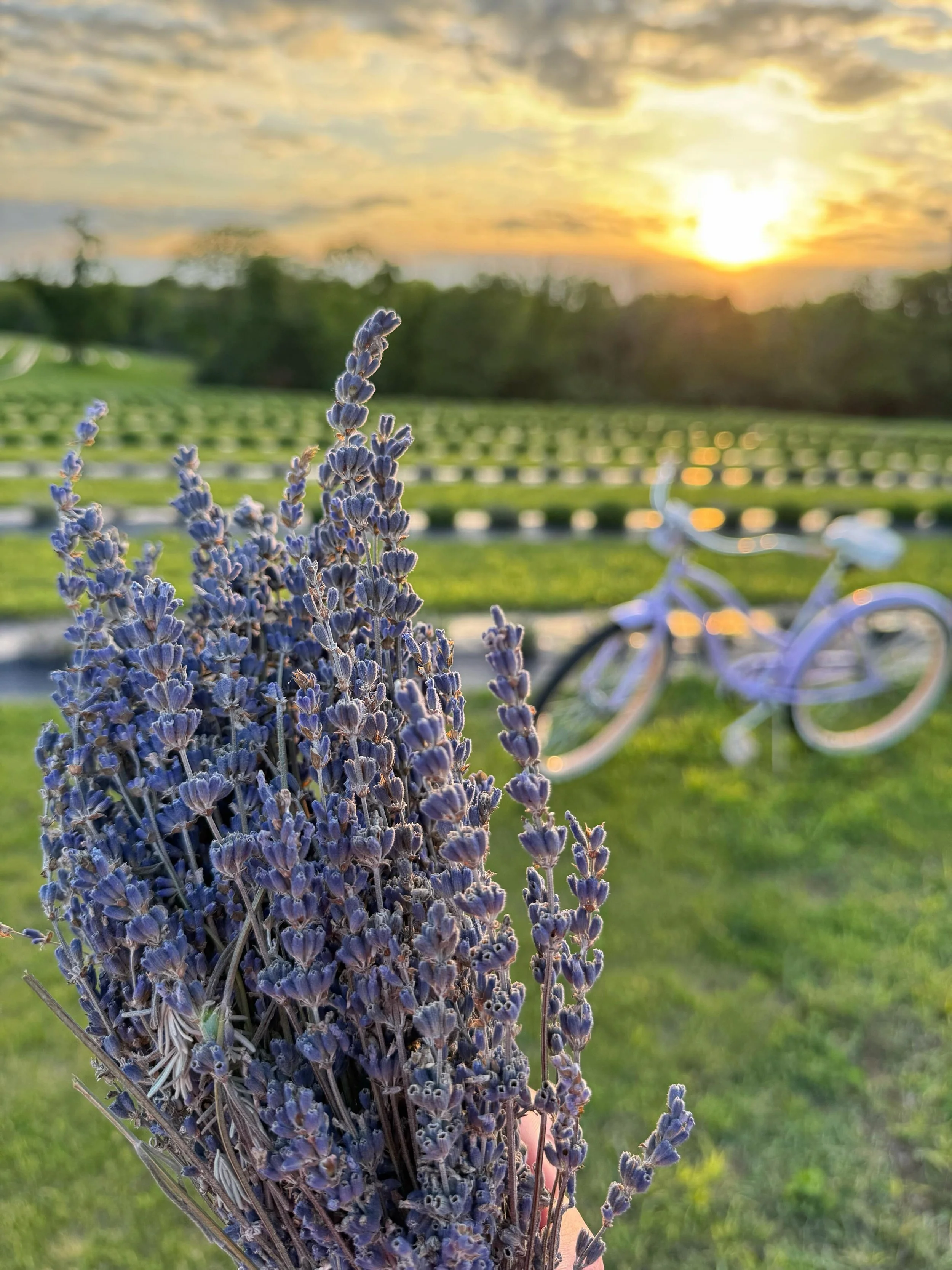 Lavender Fest is officially 1 month away! Can you imagine what this gorgeous 12 acres of lavender is going to look like soon?✨💜

Join us for both days or either Friday or Saturday of the festival to enjoy great lavender demos, farm tours, honey bee 