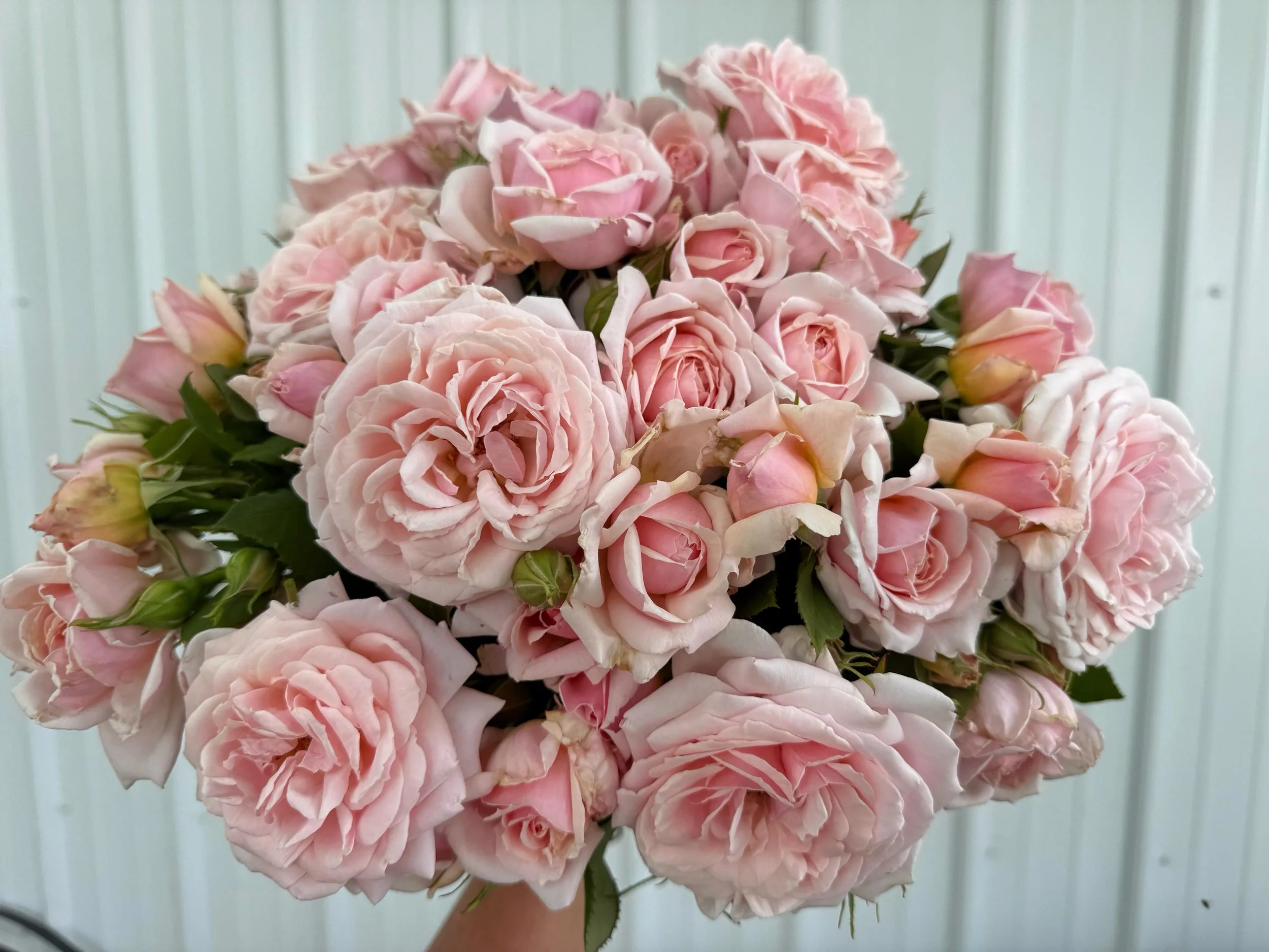 Just a flower momma over here, telling myself that I shouldn't have a favorite flower, but knowing it's a white lie. Who else loves garden roses?✨

#pepperharrow #iowaflowers #flowerfarm #roses #midwestliving