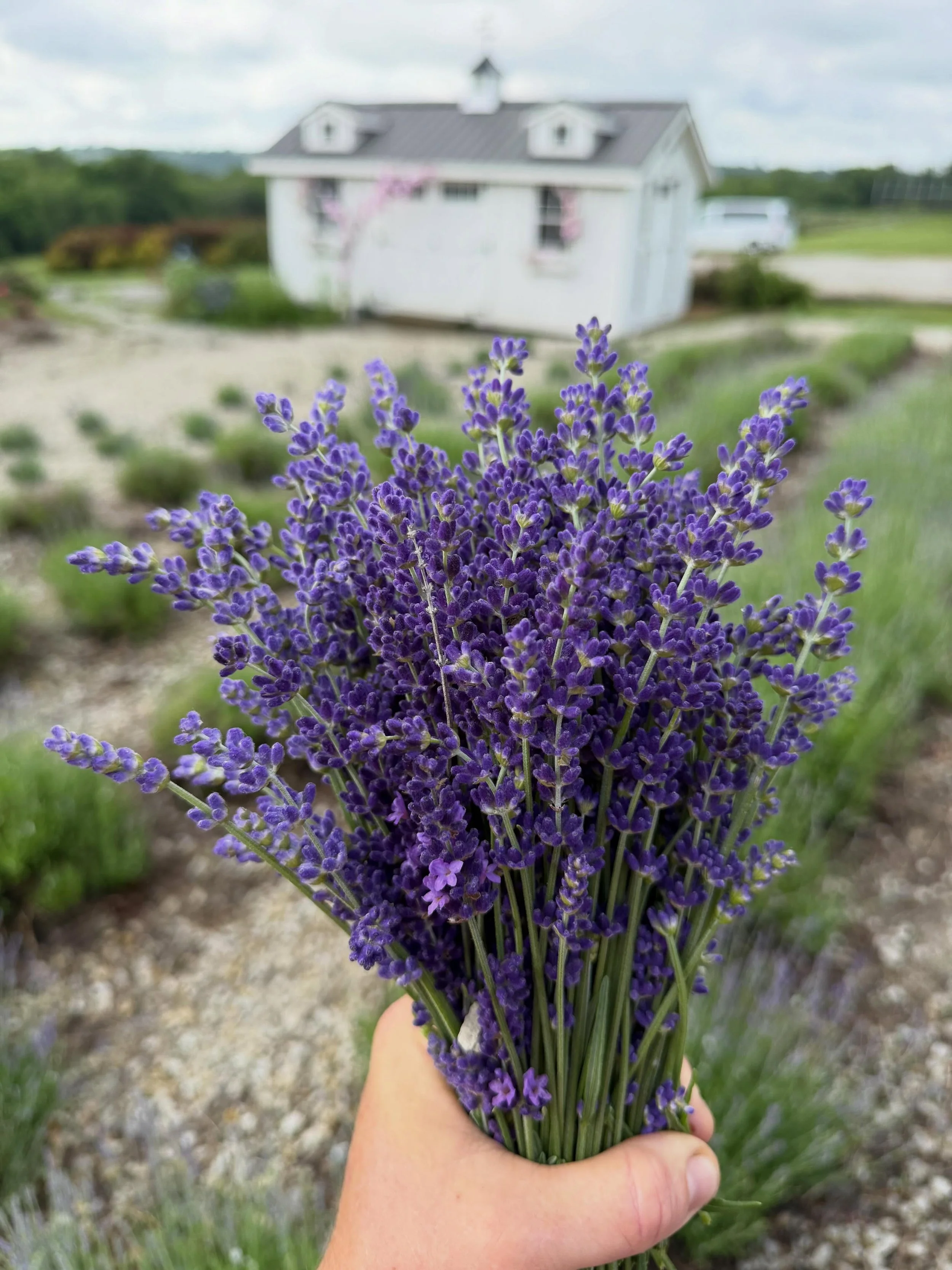 The first harvest of the season! These pretties will be tucked into our signature wrapped jar bouquets this weekend.💜

Grab one @dtfarmersmarket or snag one online under 'Shop' for pickup on the farm tomorrow from 10AM-2PM.