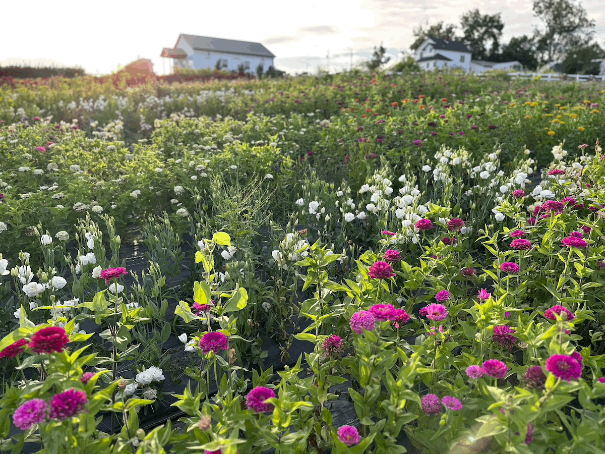 The Best Flowers for a Cottage Garden