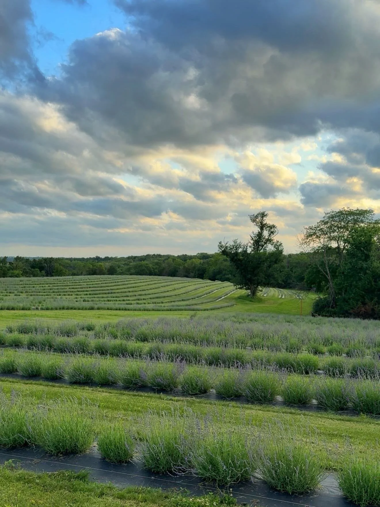 The lavender haze is upon us! The smell and incredible view of the field has been magical!💜

Come see it for yourself and cut your own bouquet! Lavender Fest tickets are available online now through Monday, then tickets close.

#pepperharrow #iowala