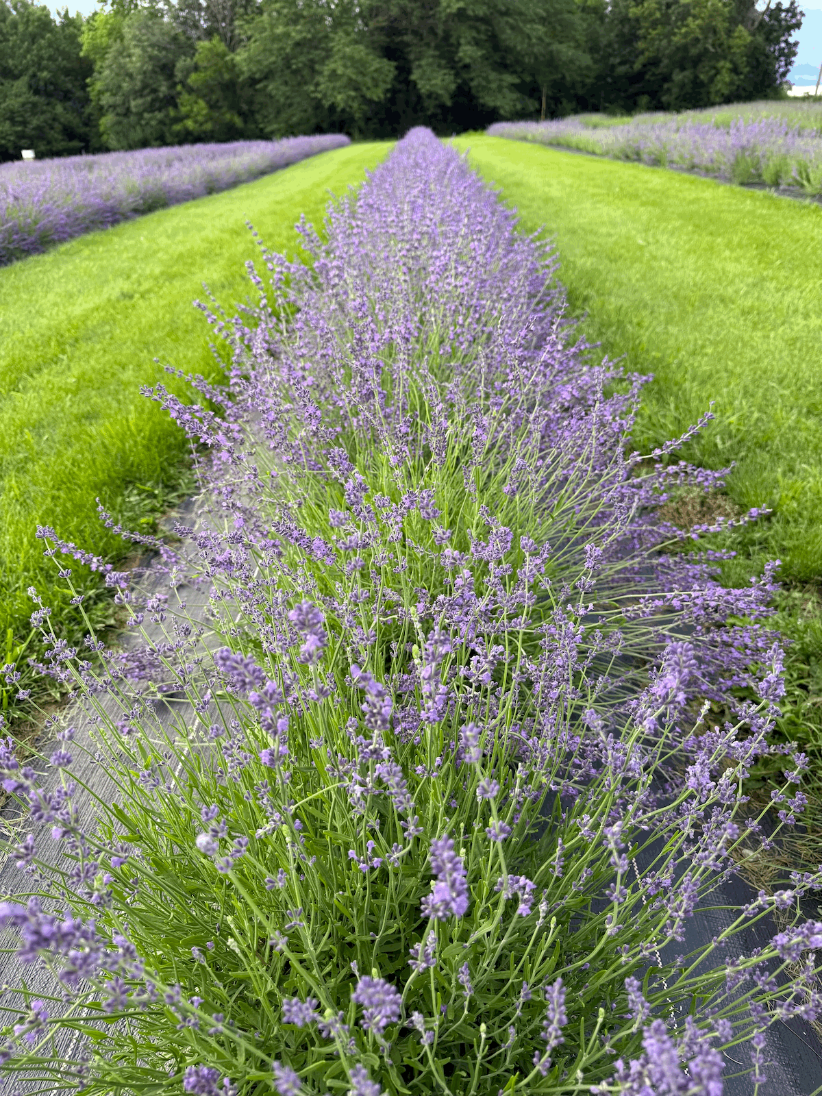 PepperHarrow Farm's Second Annual Lavender Festival Was a Smashing Success!