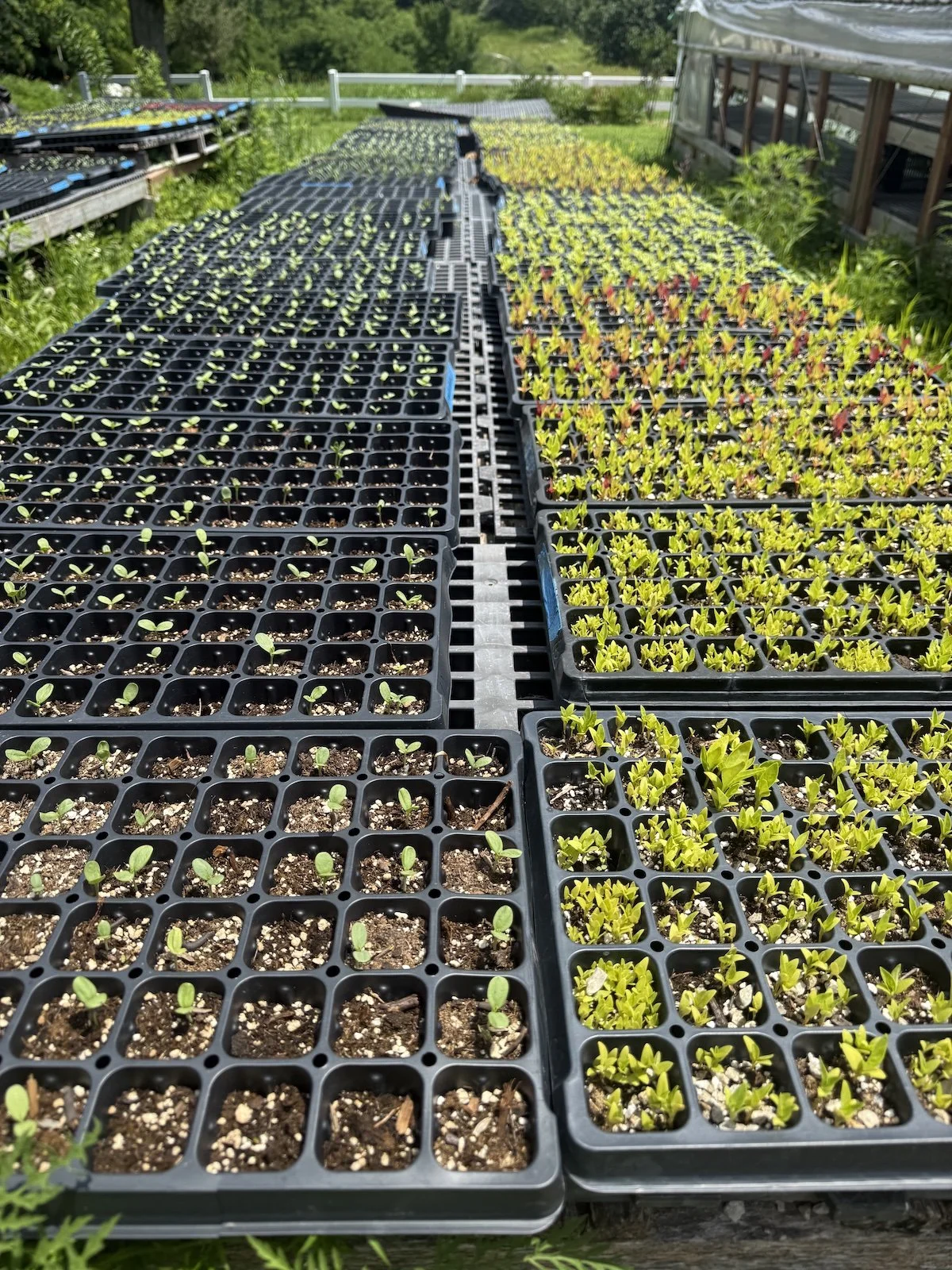 Sowing Seeds for Fall Blooms - The Last Round Is Done!