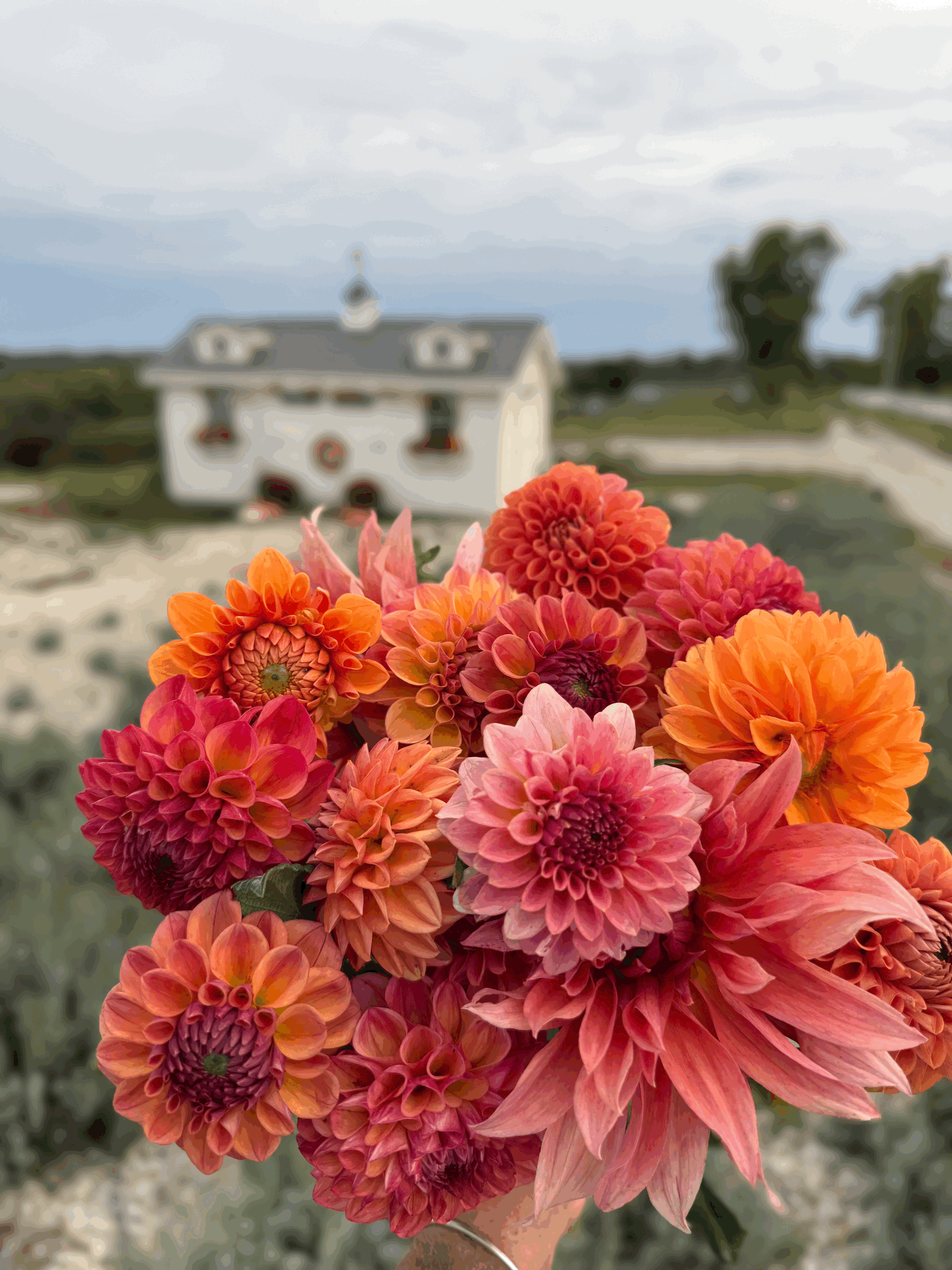 Dahlia Field Day