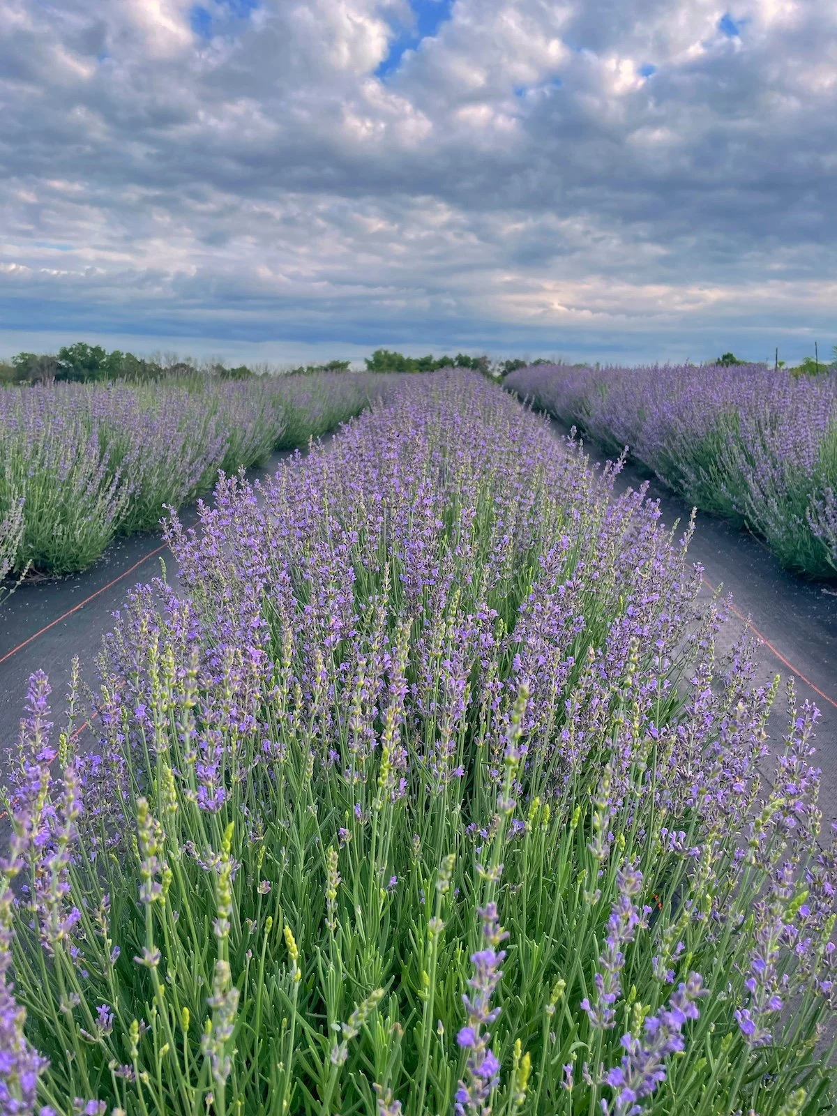 PepperHarrow Flower Farm Iowa Lavender Field