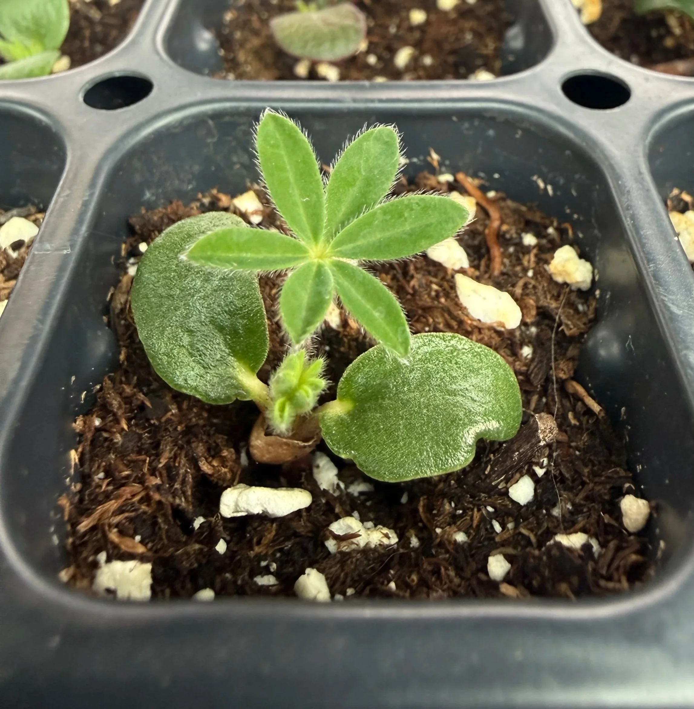 Lupine Seedlings at Our Flower Farm Iowa