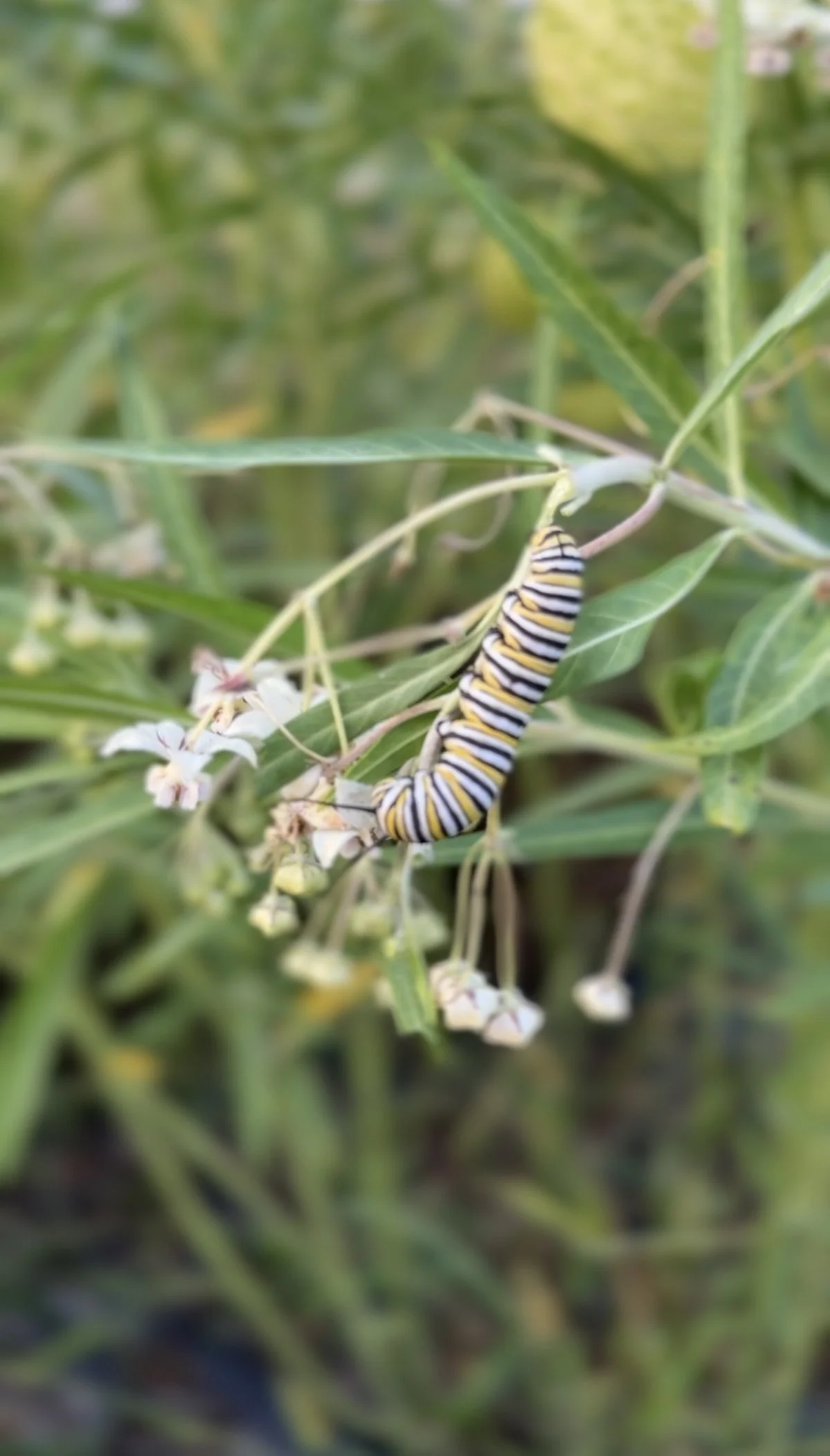 pollinator milkweed.jpg