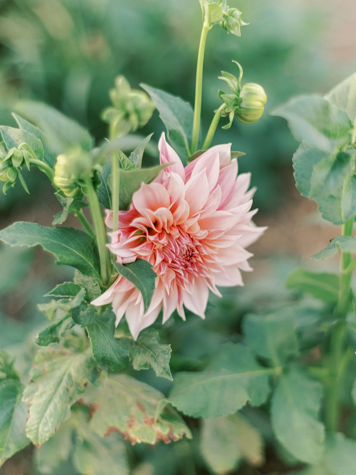 A single stem of blush-pink colored dahlia Cafe Au Lait in bloom