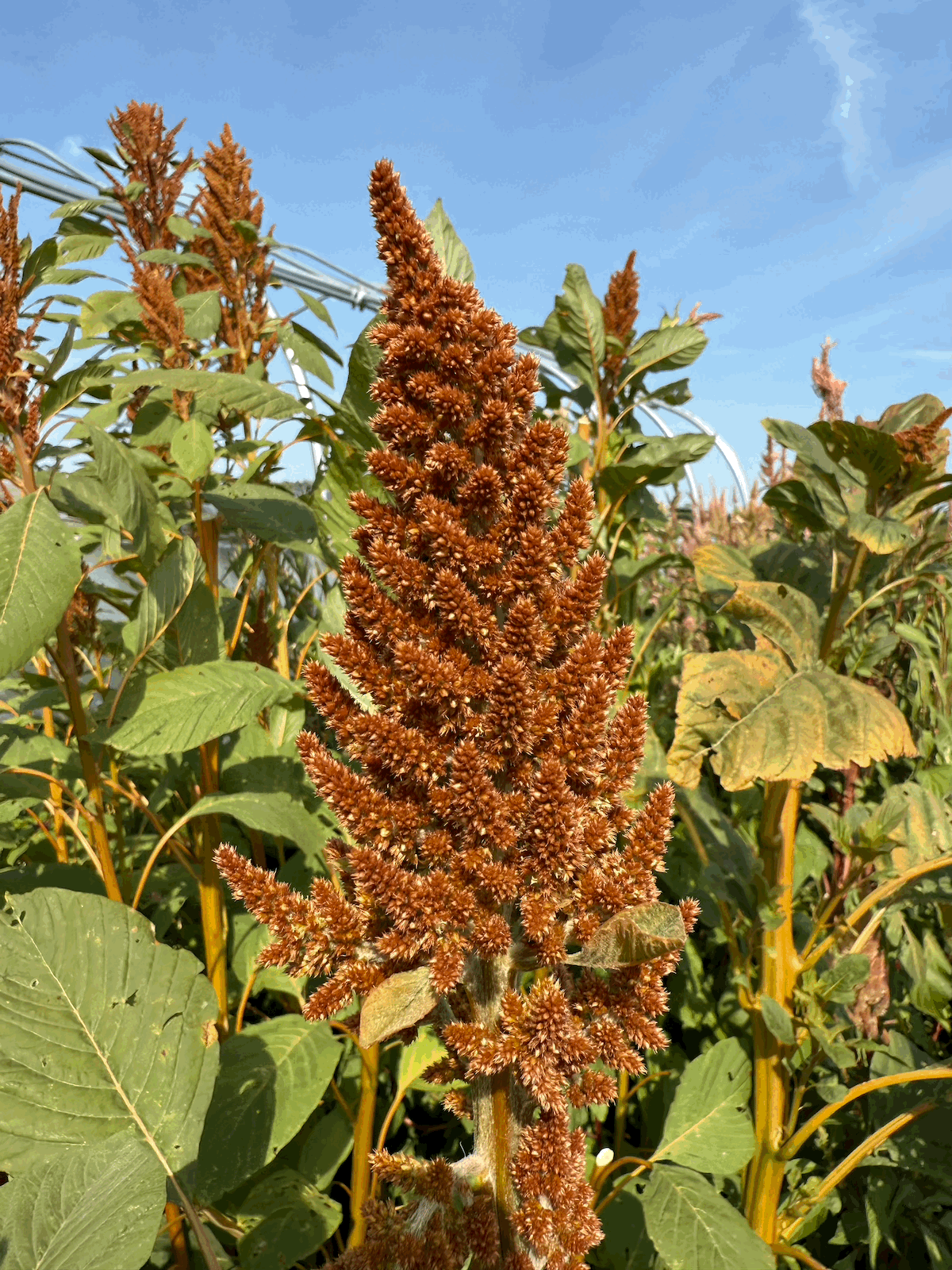 Brown Amaranth's Upright