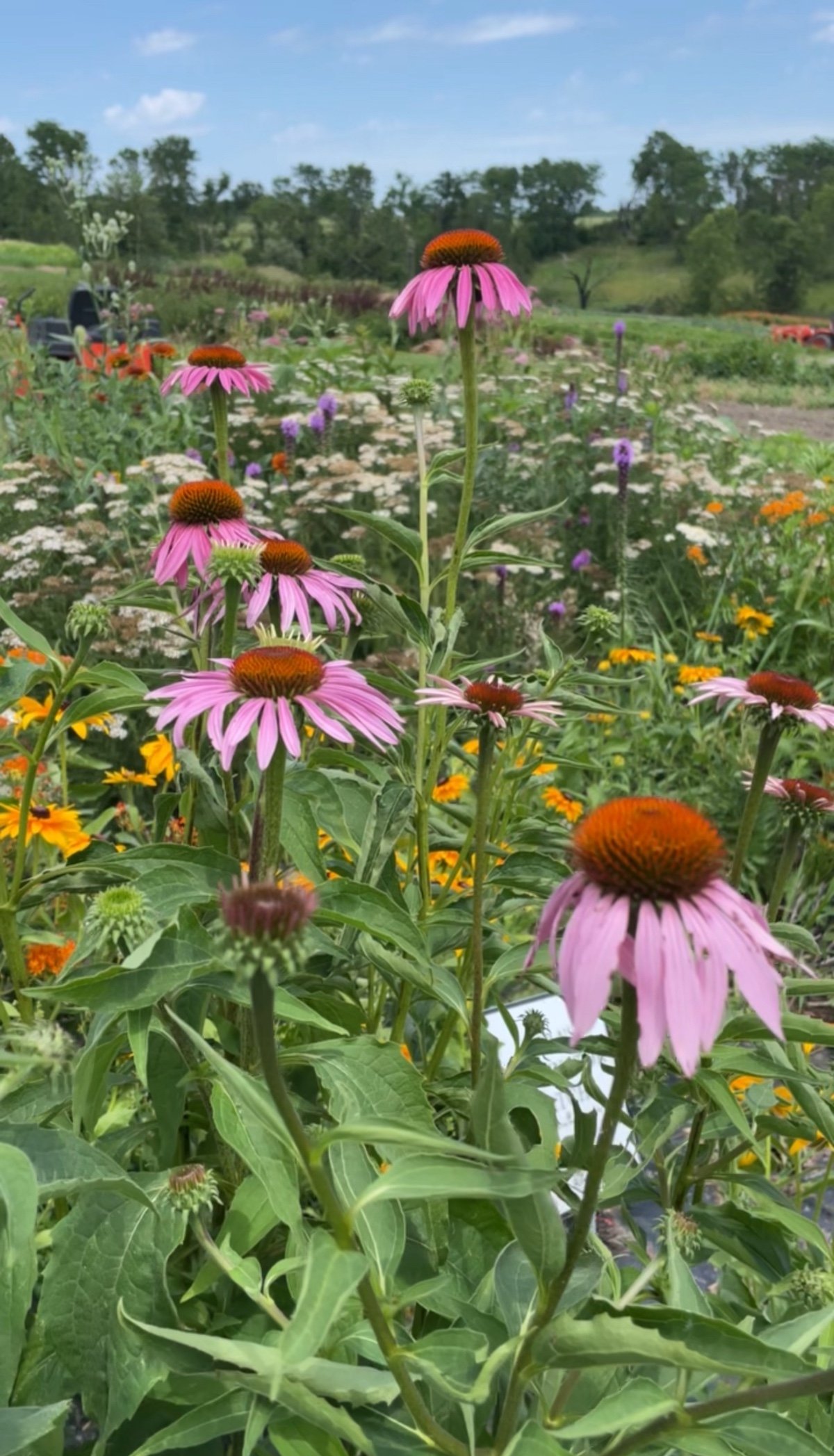 Echinacea.jpg