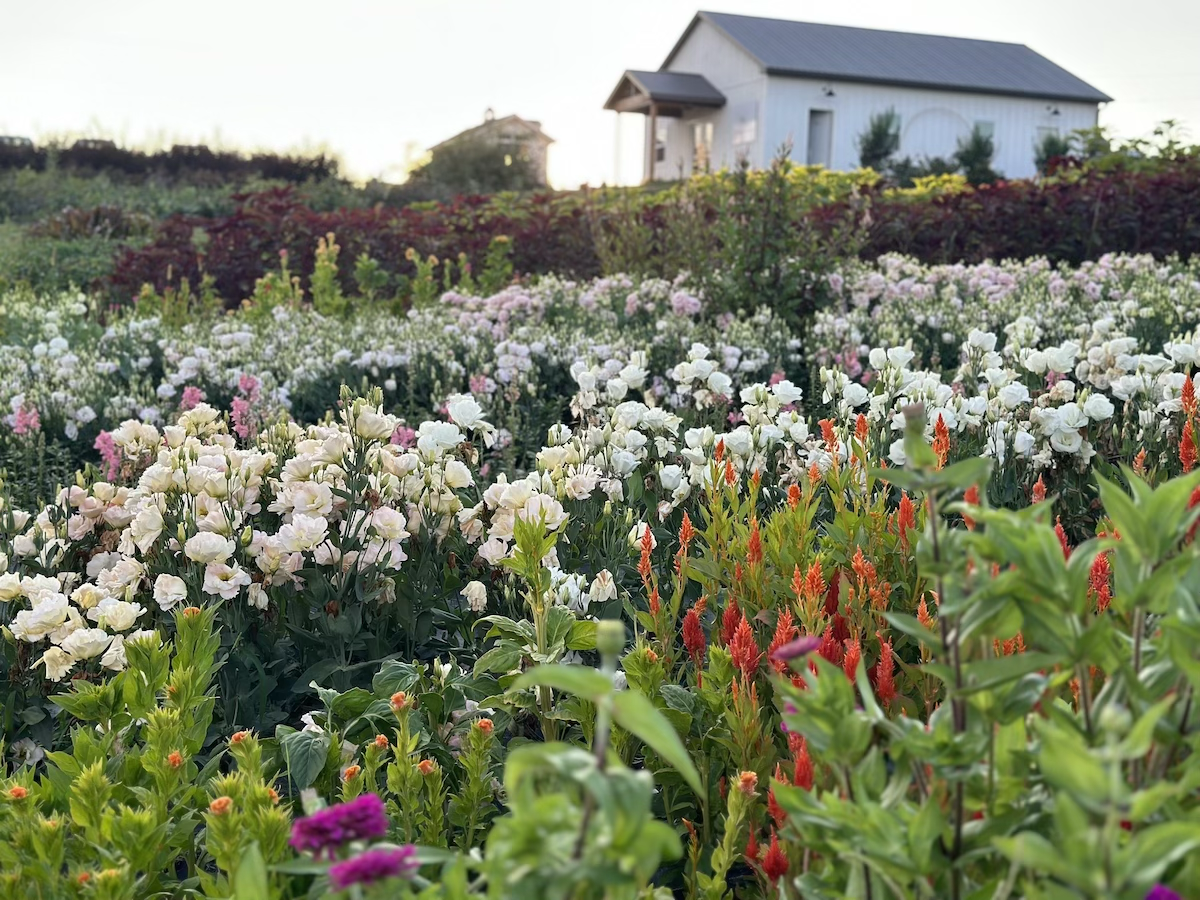 A colorful flower garden with white, pink, red, and purple flowers in front of a white house with a metal roof.