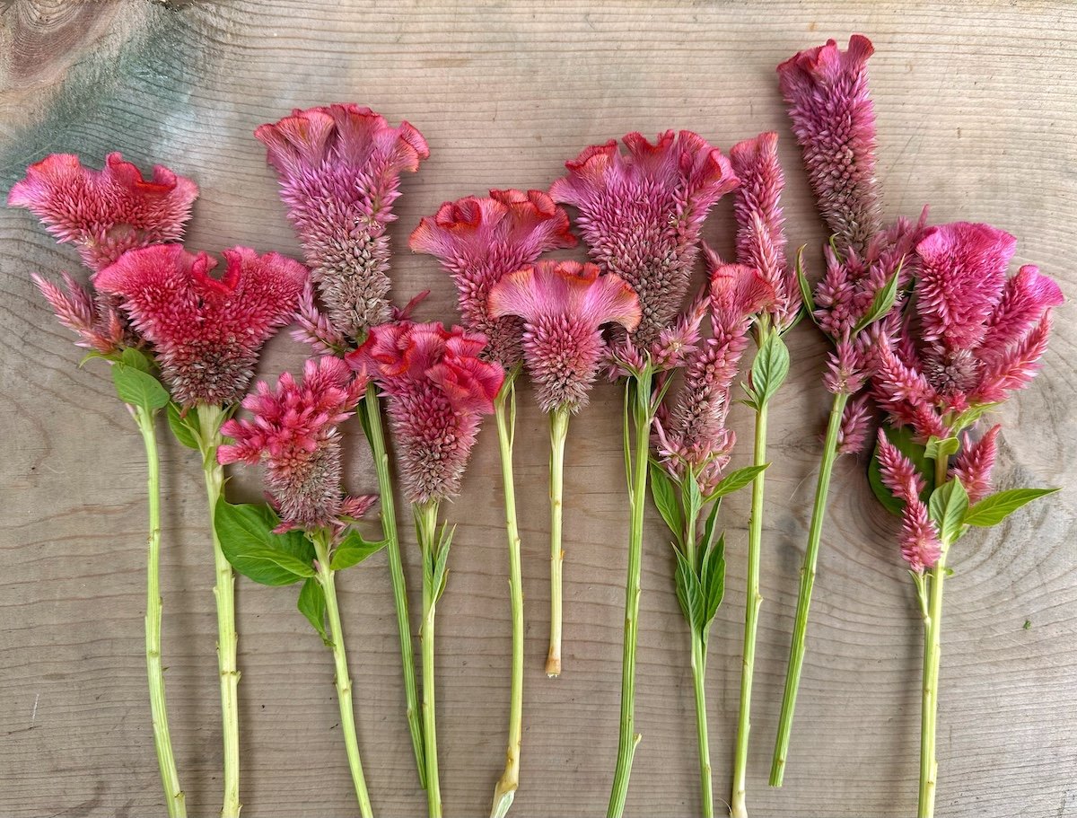 Pink Lemonade custom celosia seeds PepperHarrow