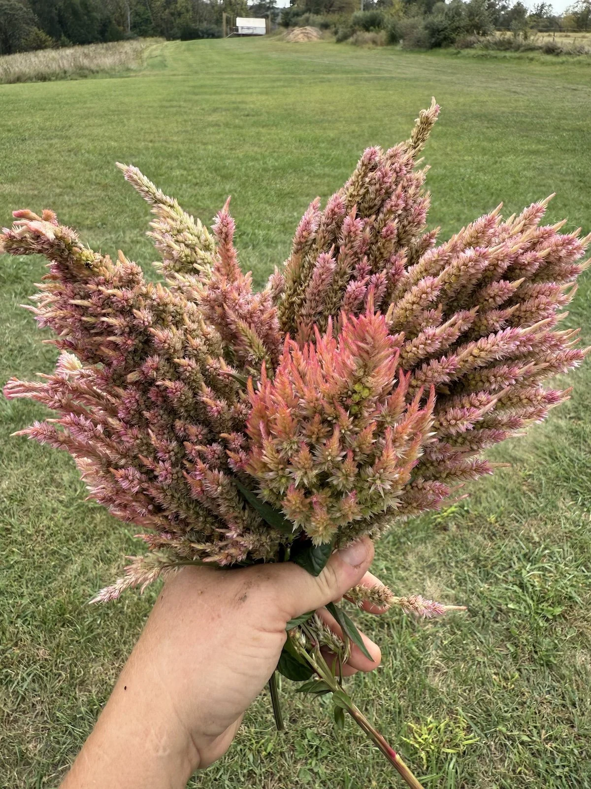 New 2026 introduction of celosia from pepperharrow moonbeam ice cream