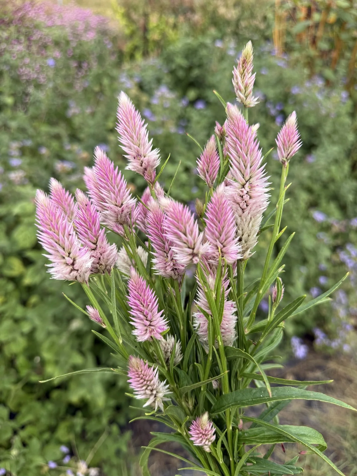 Iowa flower farm's Pink Skies Celosia seed