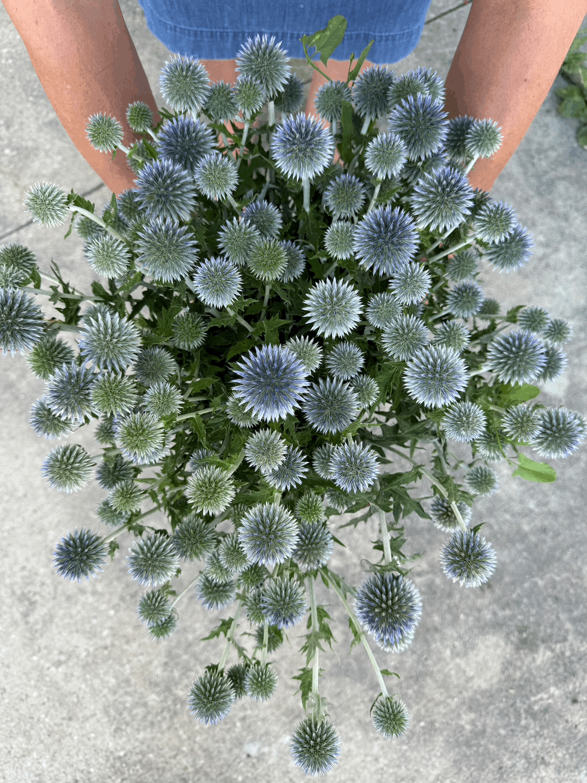 Globe Thistle - Blue (Echinops ritro) Seeds