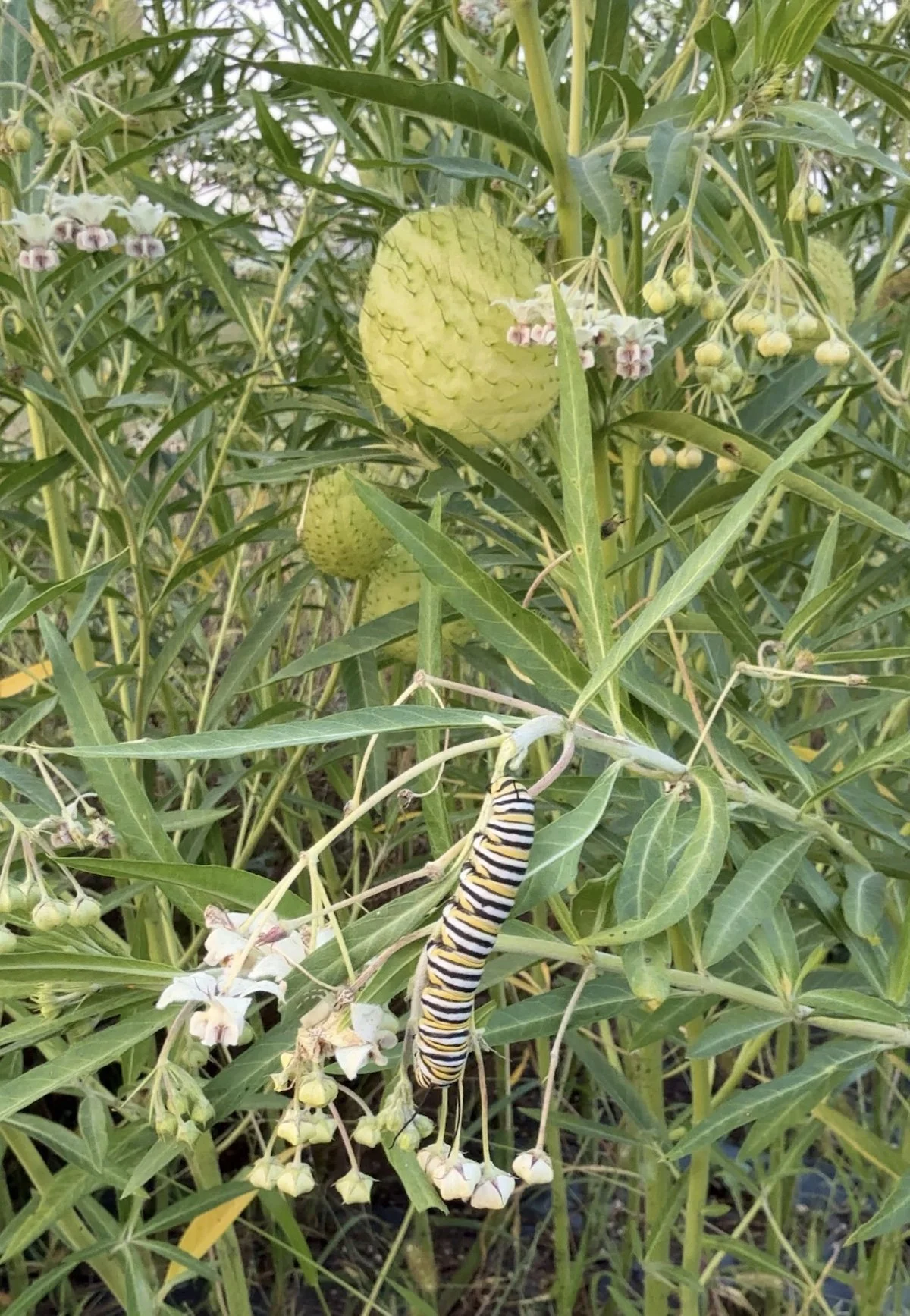 swan milkweed.jpg