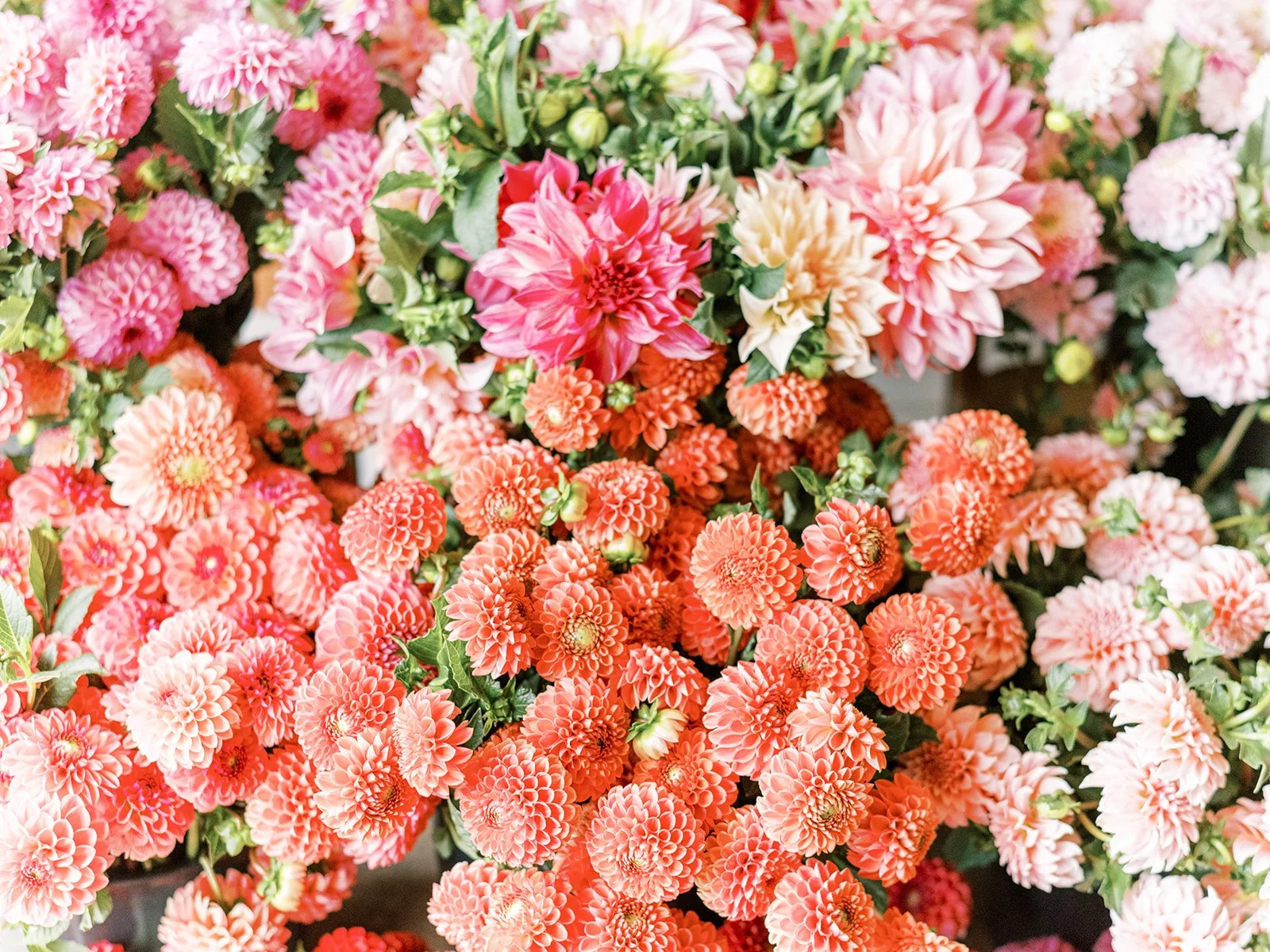 Dahlia Growing Essentials- March 8th, 2026 1:00PM-2:00PM