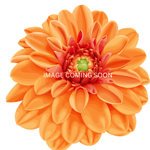 Orange King