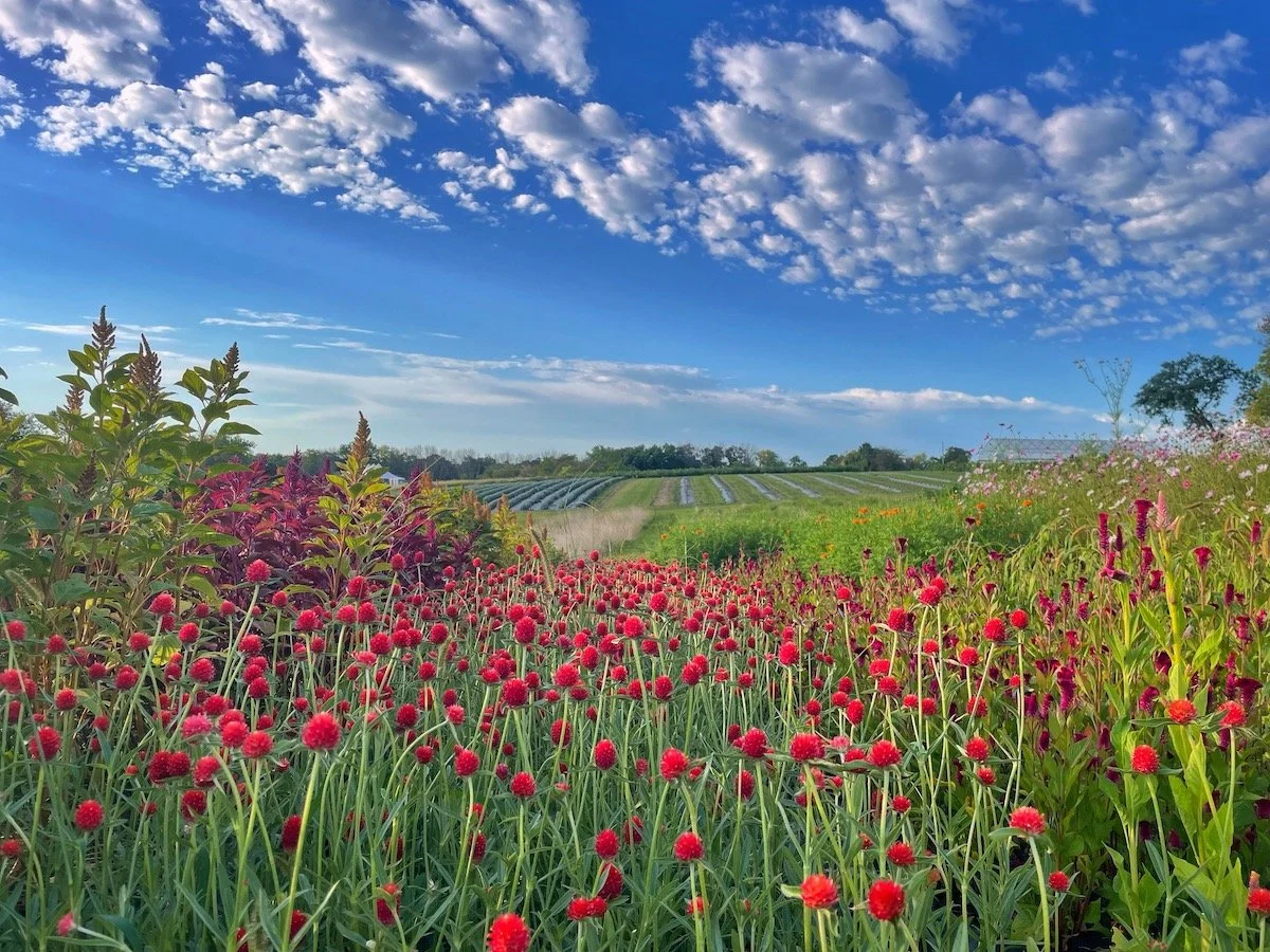 Flower Farming 101 Essential Steps for Success in 2023