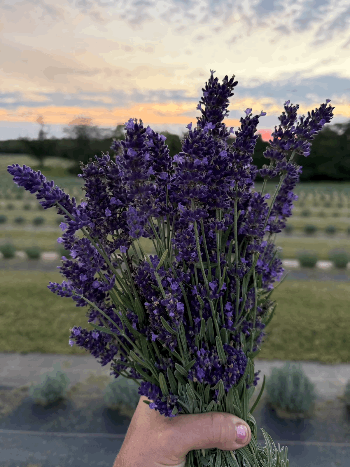 Lavender - Hidcote Blue (Lavandula angustifolia)