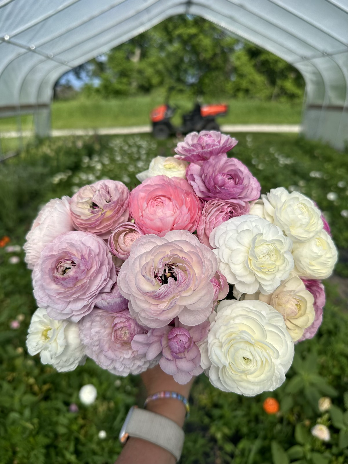 Locally Grown Ranunculus Bouquet at PepperHarrow Flower Farm