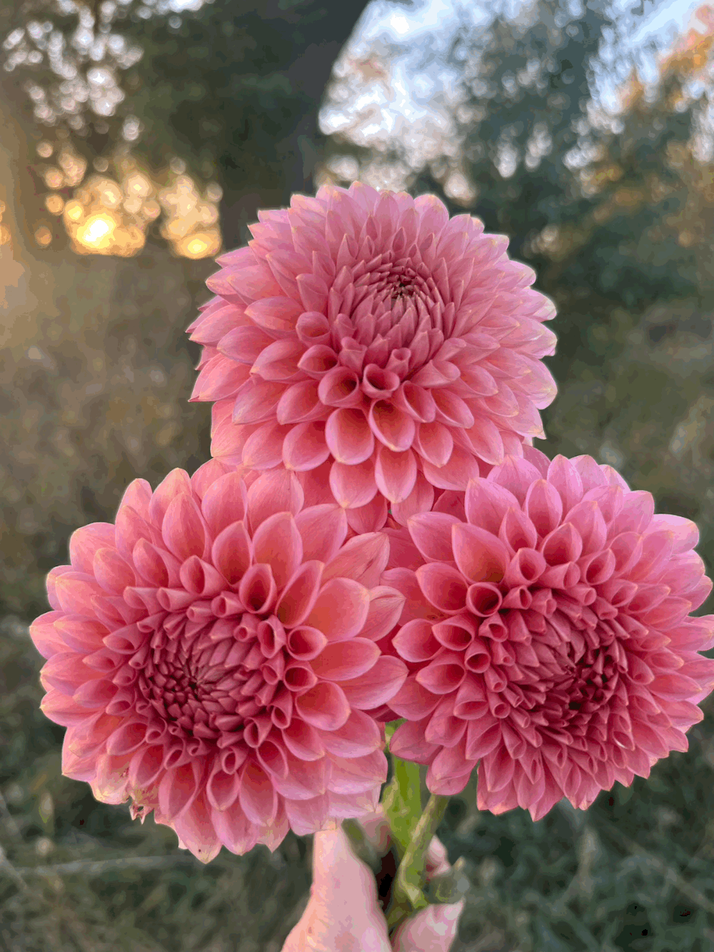 tempImageoPvxXZ.gif?format=1000w