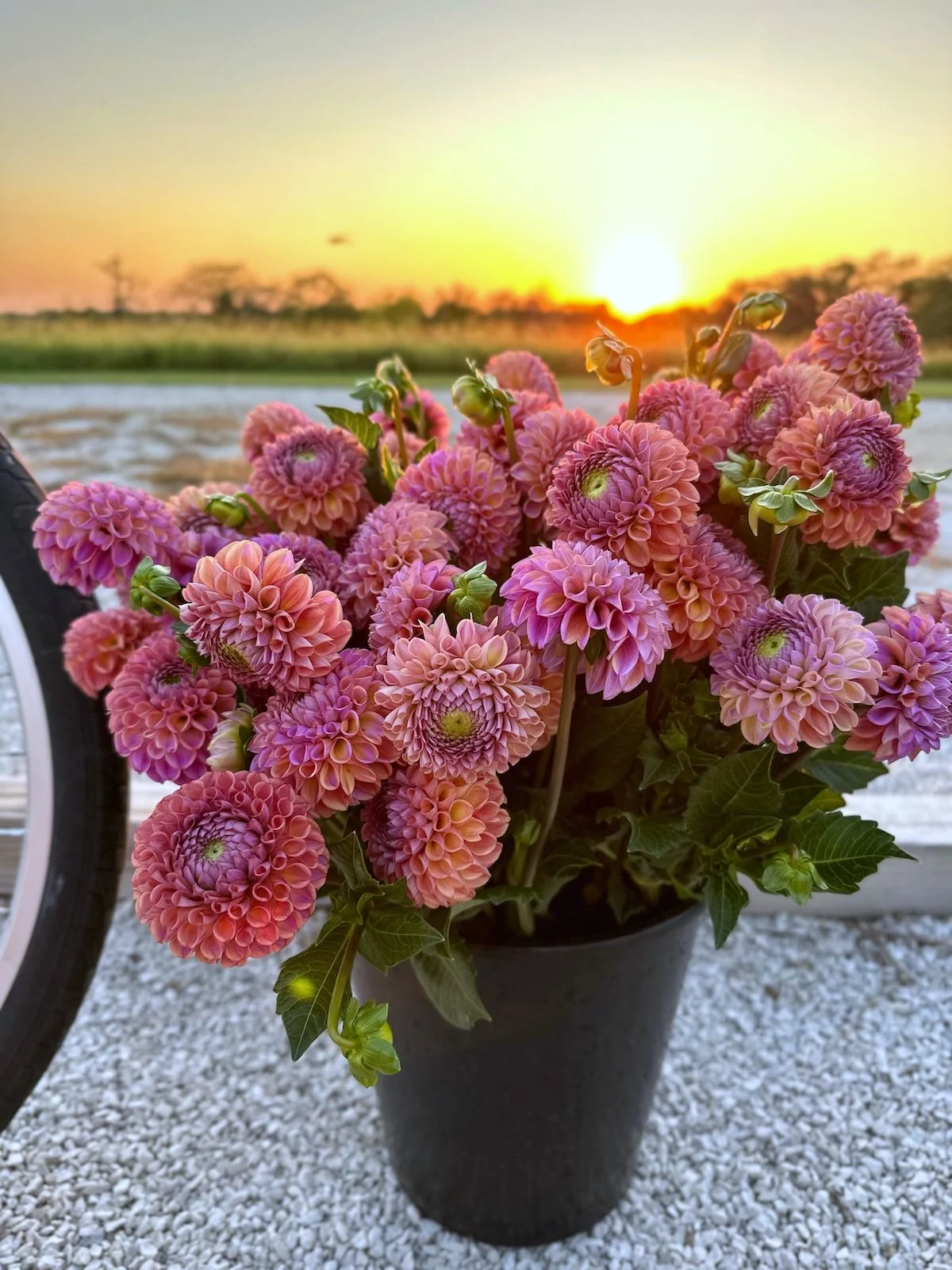 Caits Joy Dahlia.jpg