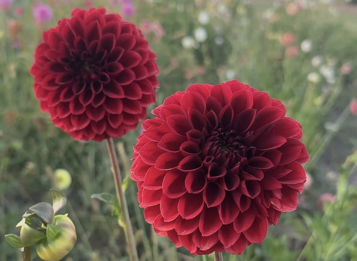 Atlas King Crimson.jpg