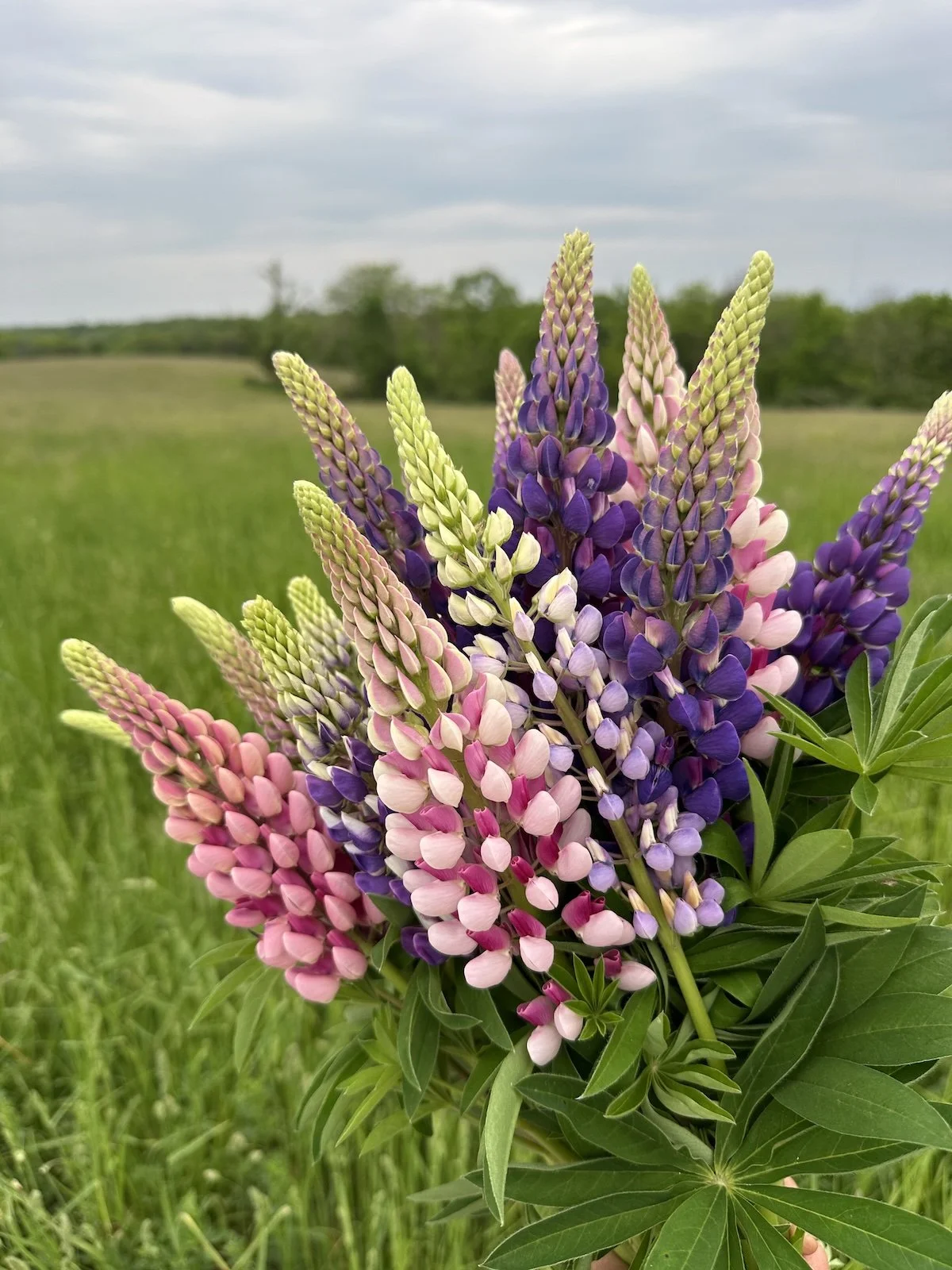 Beautiful Lupine Blooms at PepperHarrow Flower Farm Near Des Moines Iowa