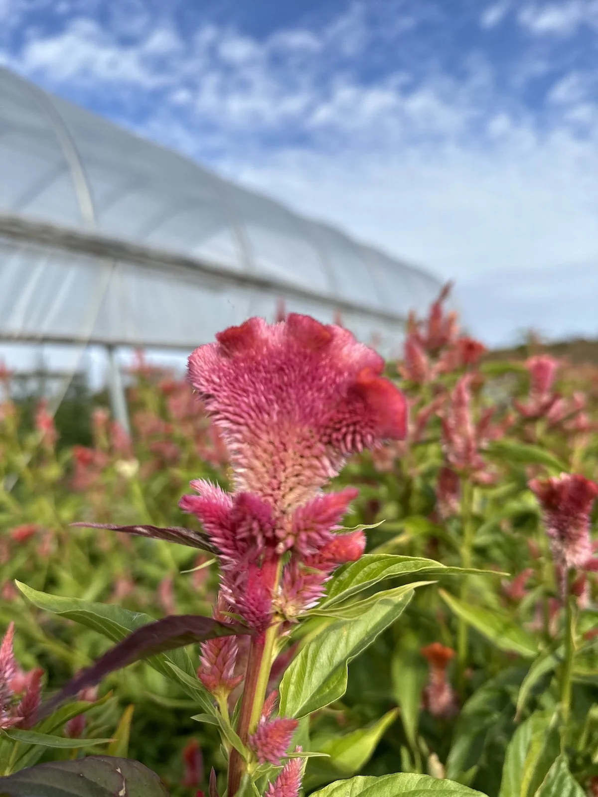 Pink Lemonade Field Shot.jpeg
