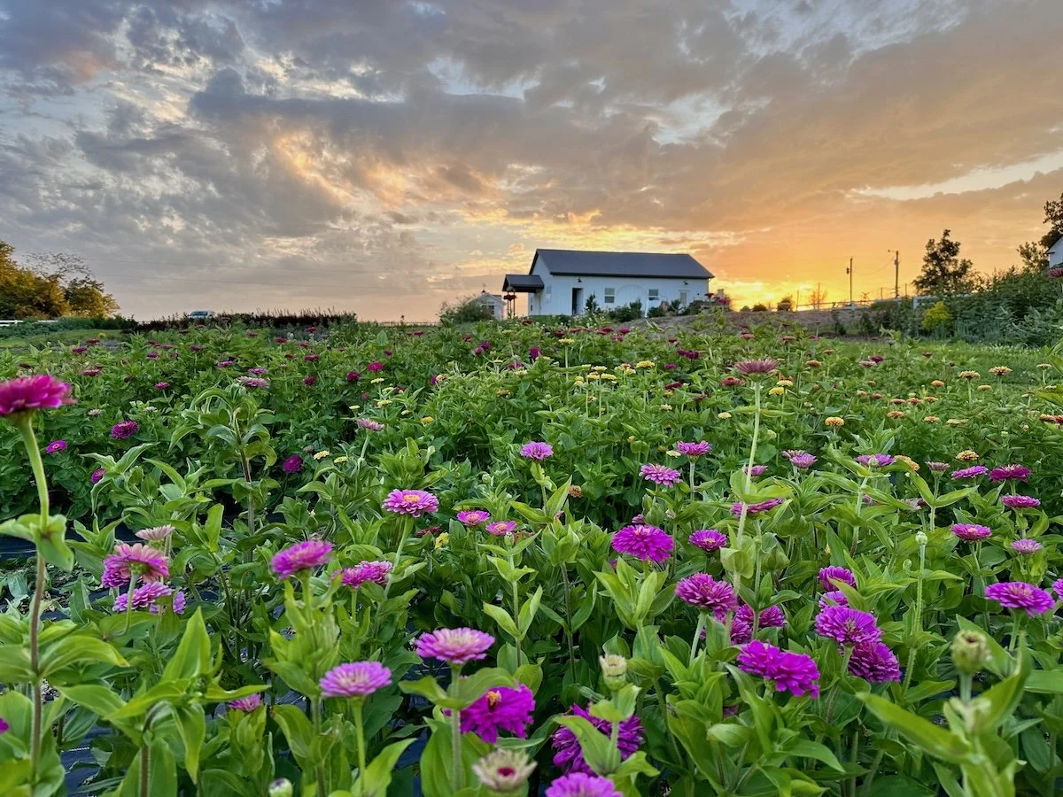 Event Rental Space at PepperHarrow Flower Farm