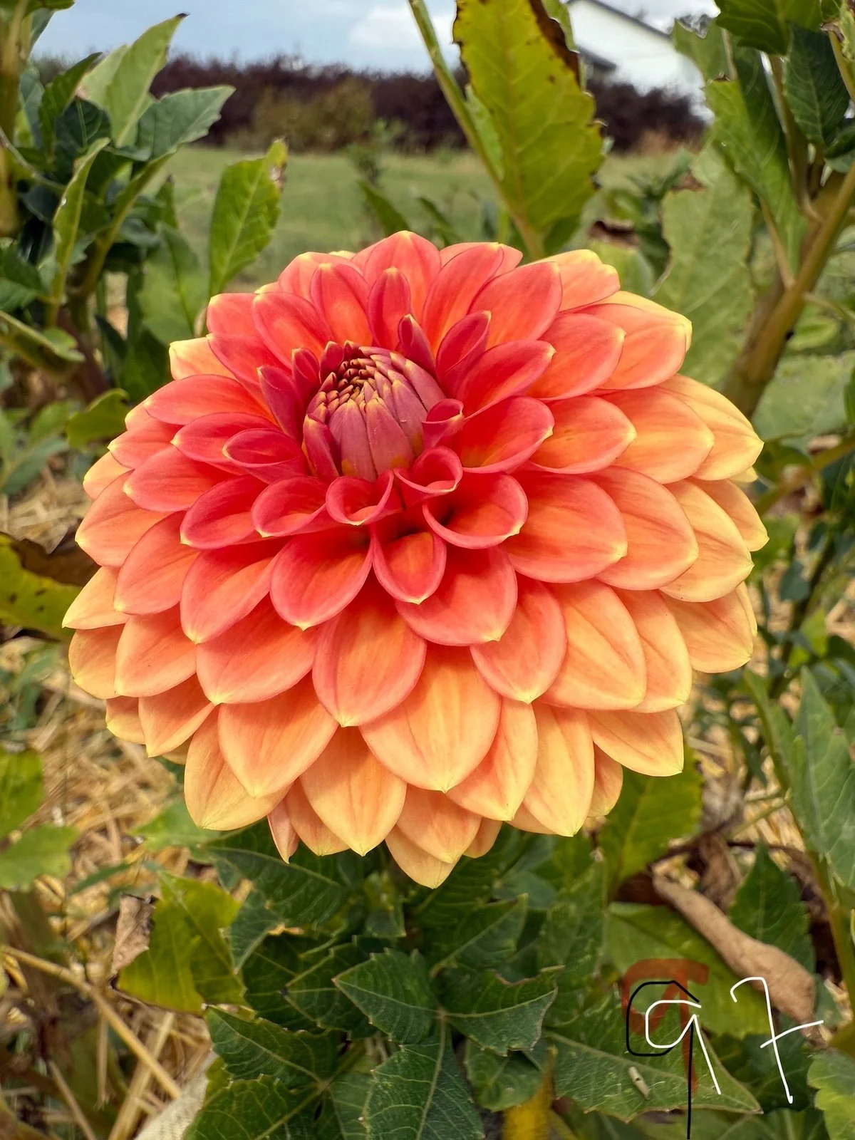 Atlas Fawkes Dahlia.jpg
