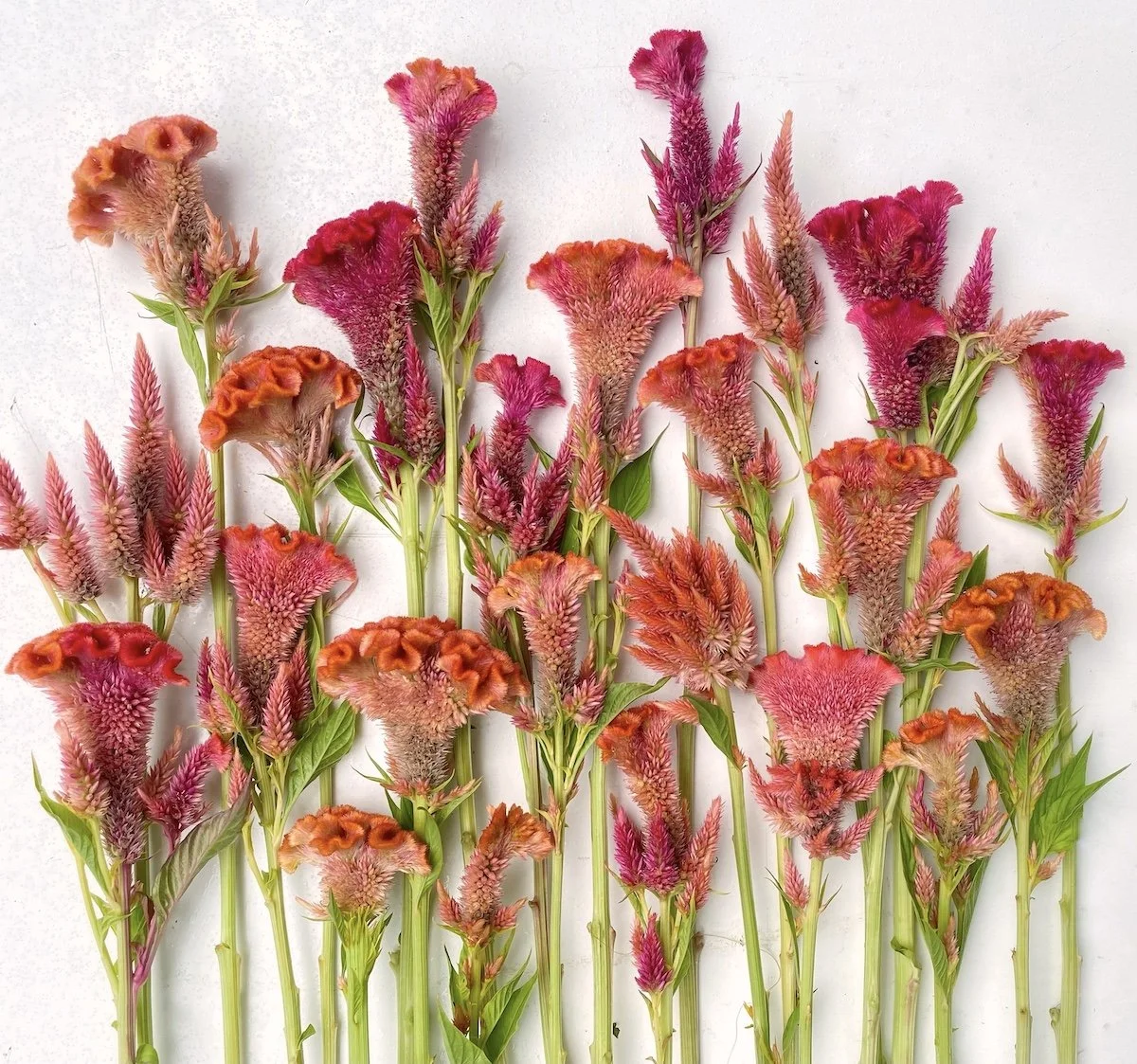 Rainbow Sherbet celosia seeds PepperHarrow