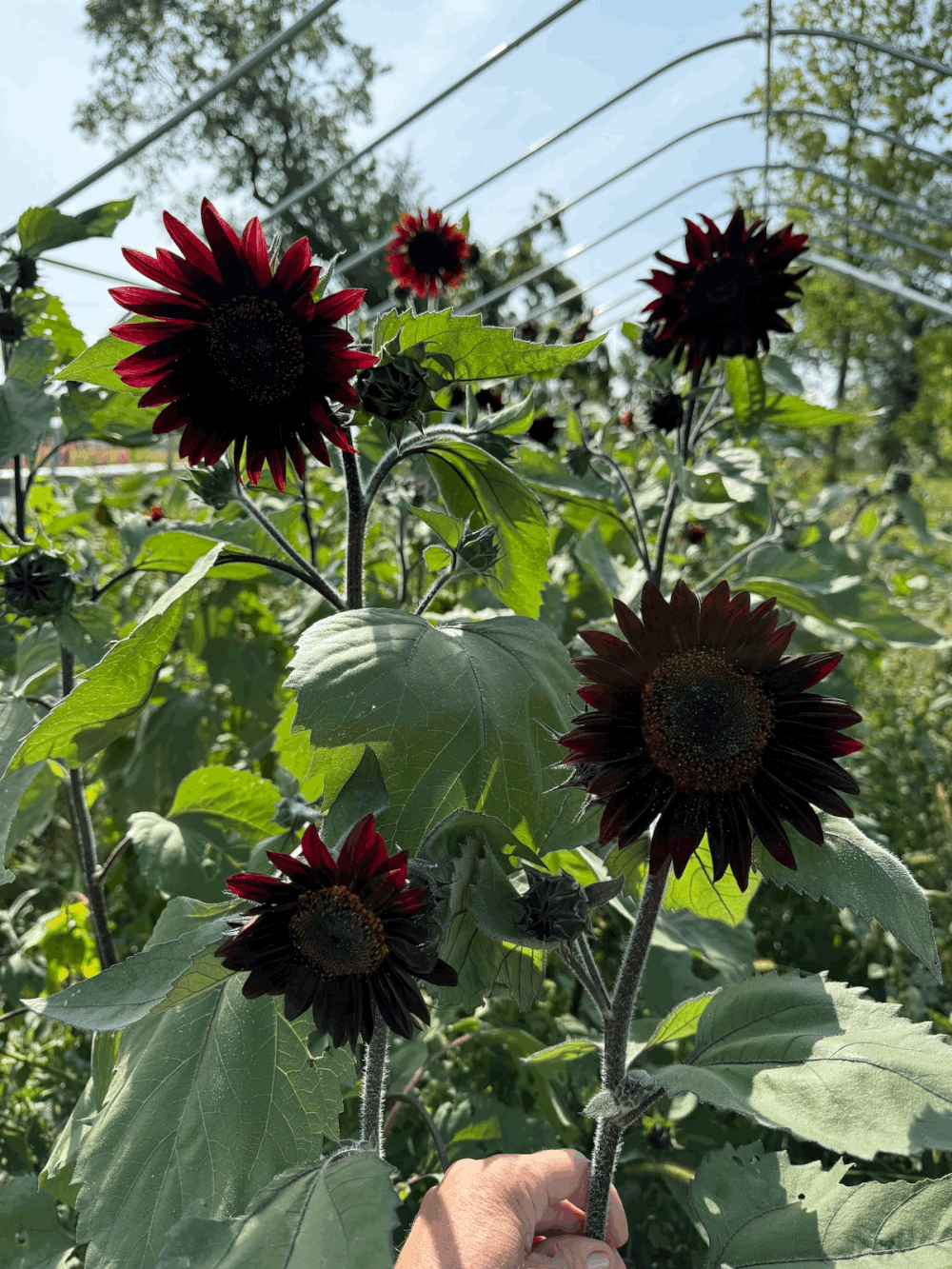 Iowa Flower Farm & Lavender Farm | PepperHarrow Farm
