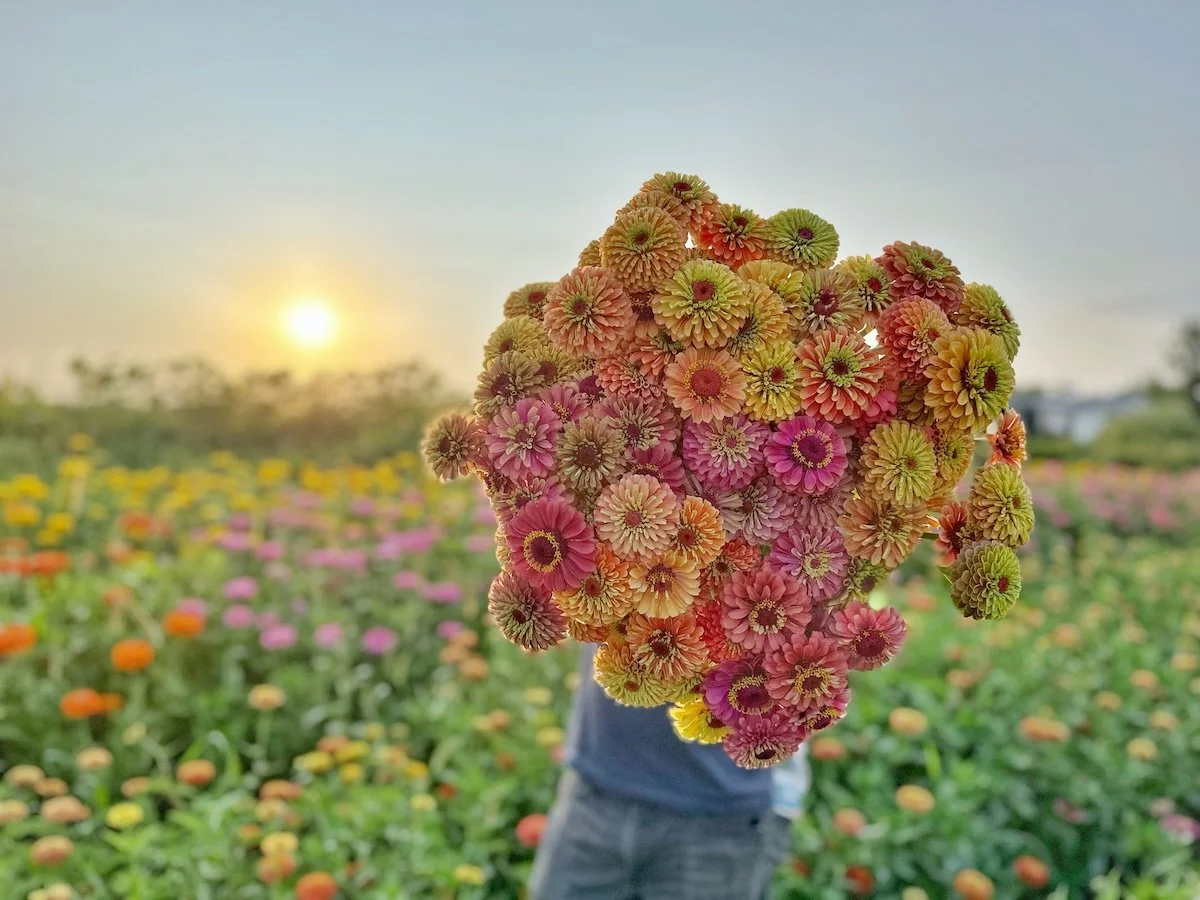 Queen Series Zinnias Grown at PepperHarrow Flower Farm Near Des Moines