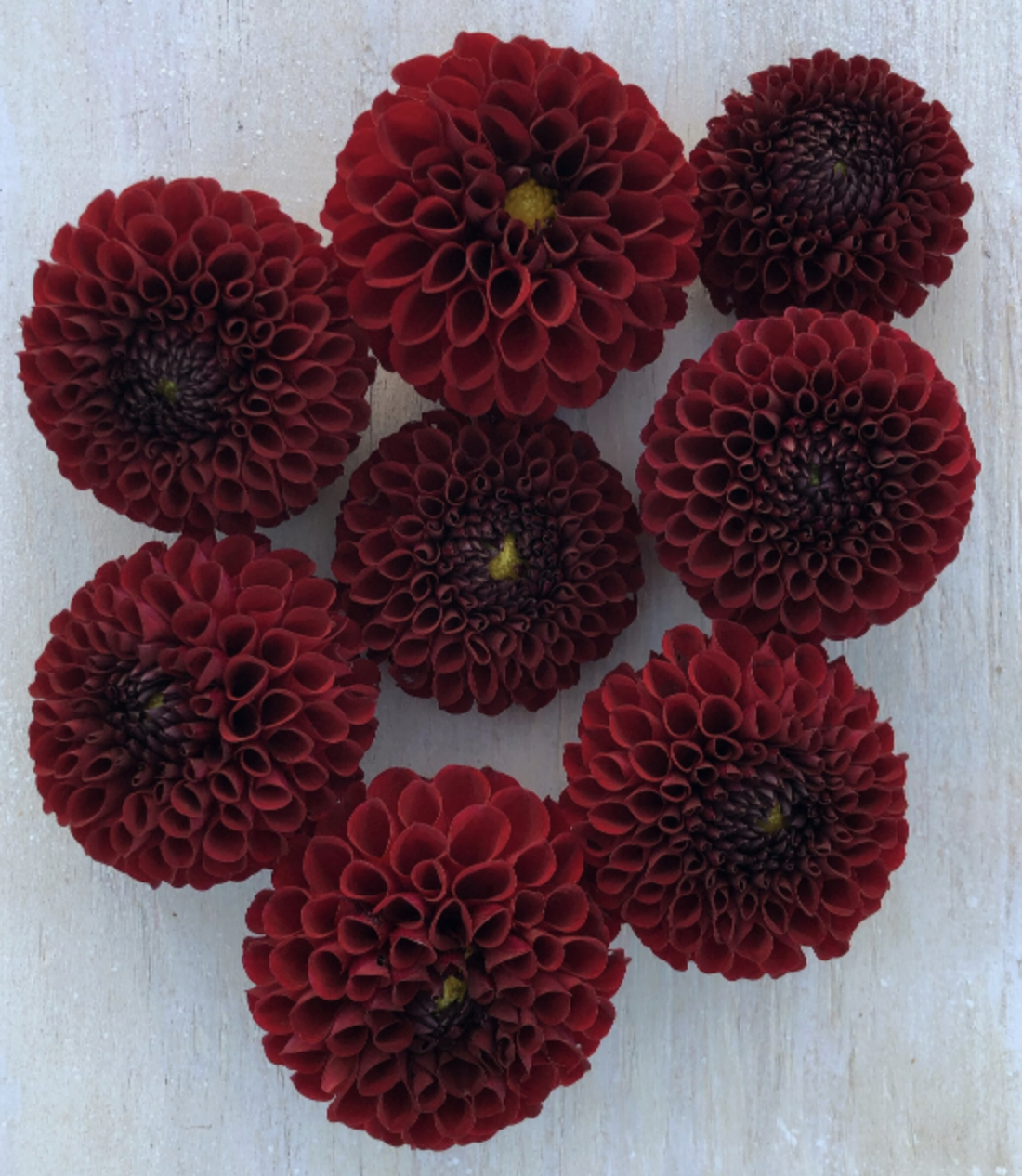 barbarry maverick.png