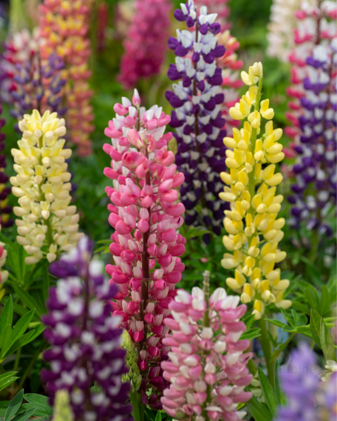 Lupine Russell Hybrids - Band of Nobles