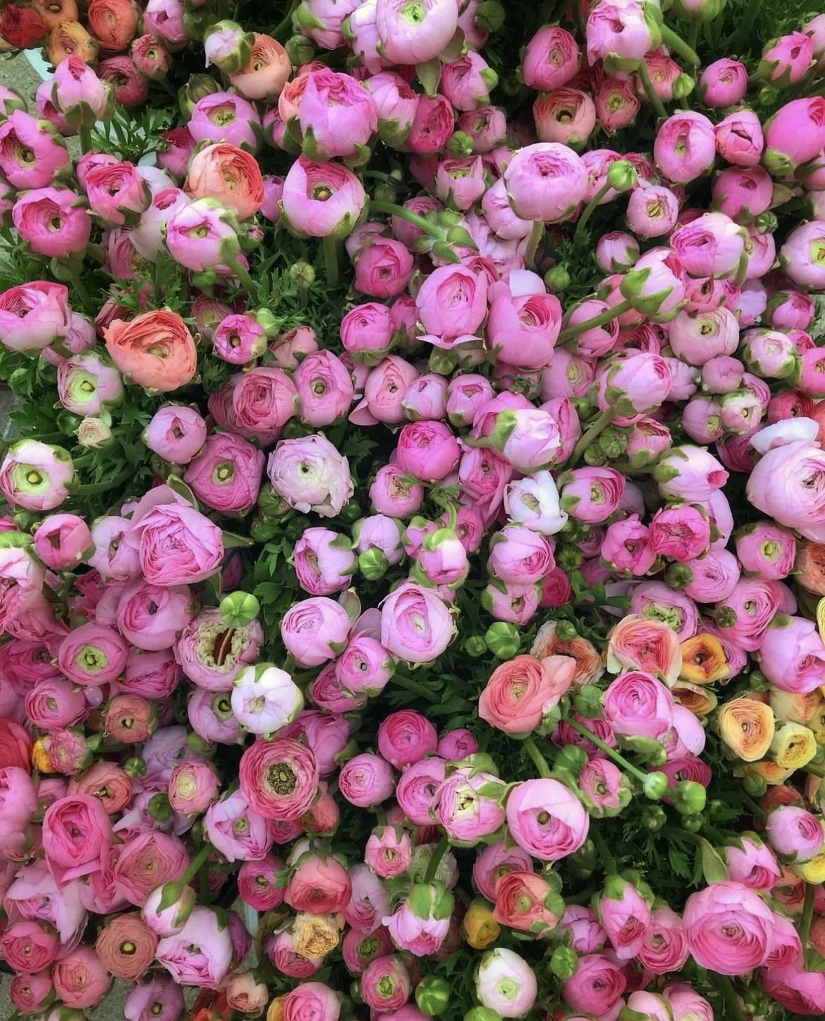 PepperHarrow Flower Farm Ranunculus in Bloom During Spring