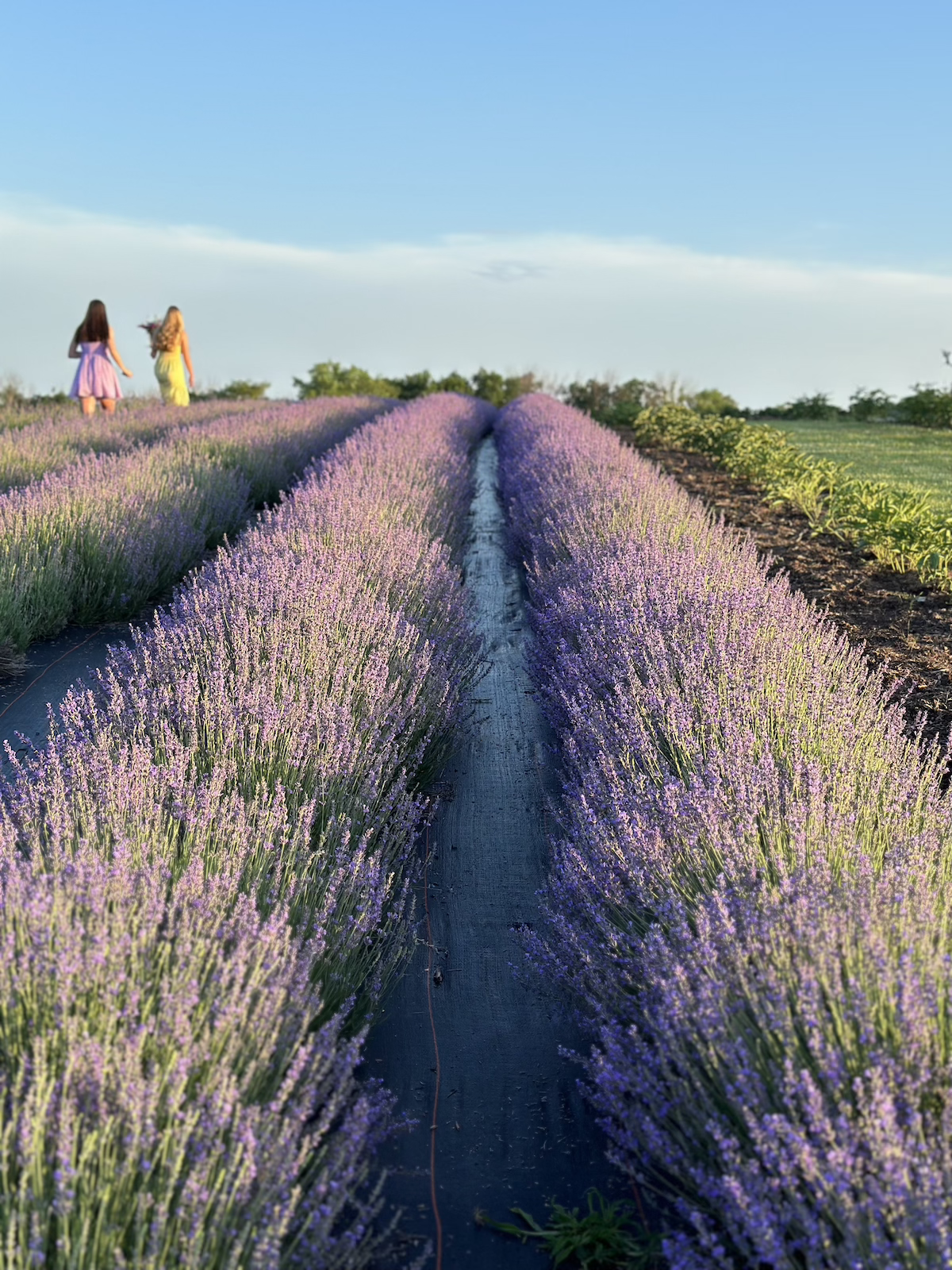 Lavender Field at PepperHarrow Farm in Iowa