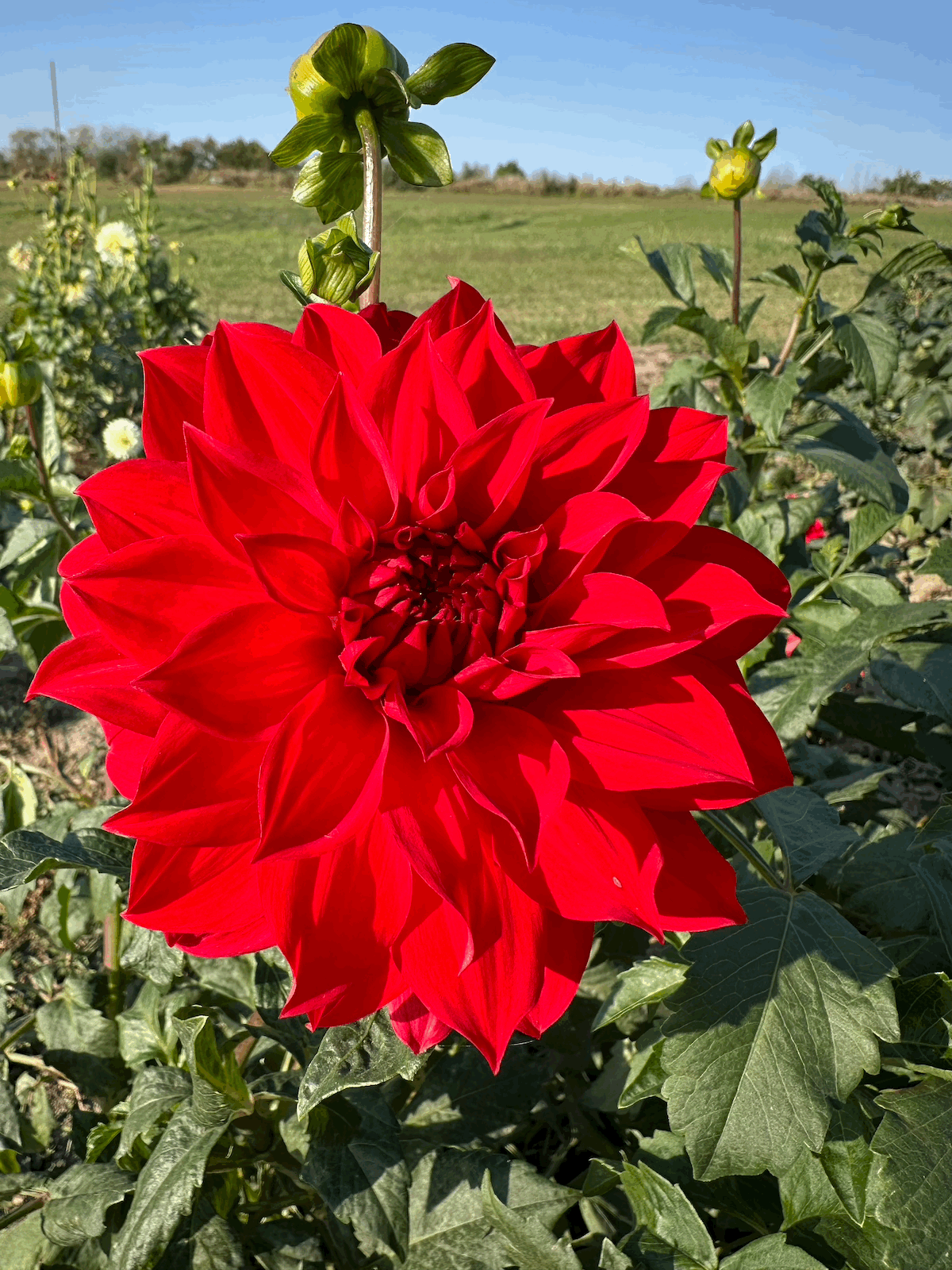 Babylon Red