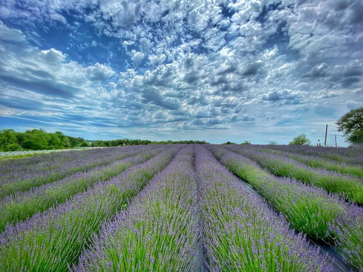 Lavender Festival