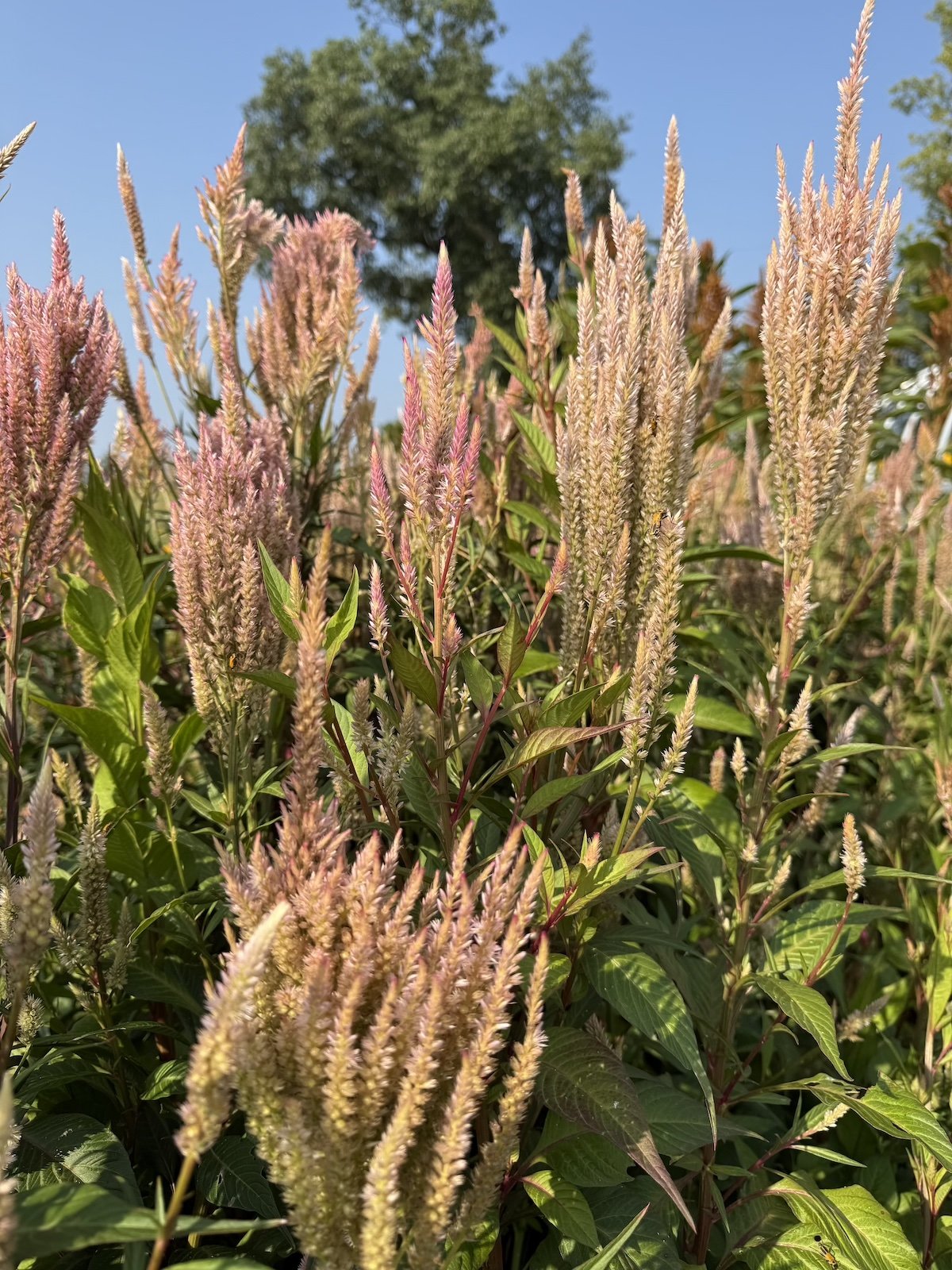 Starlight celosia seeds from pepperharrow