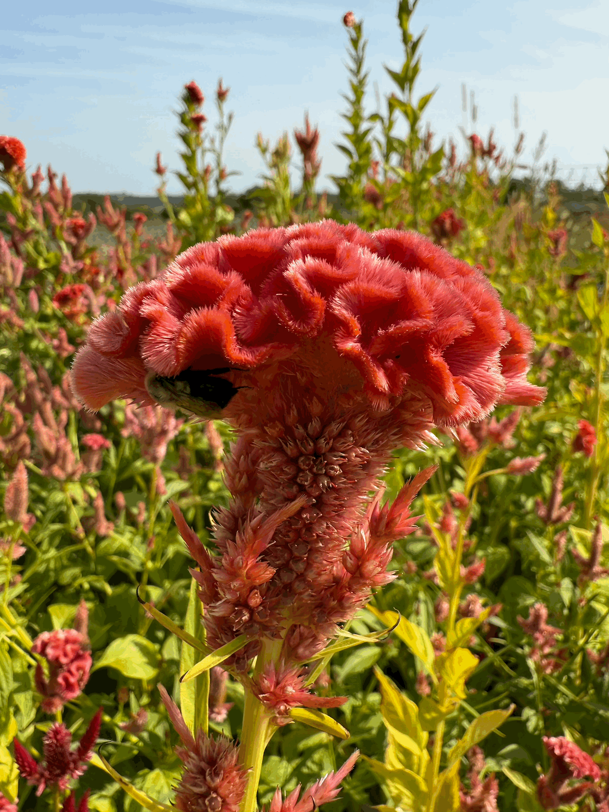 PepperHarrow Peaches Celosia Seeds
