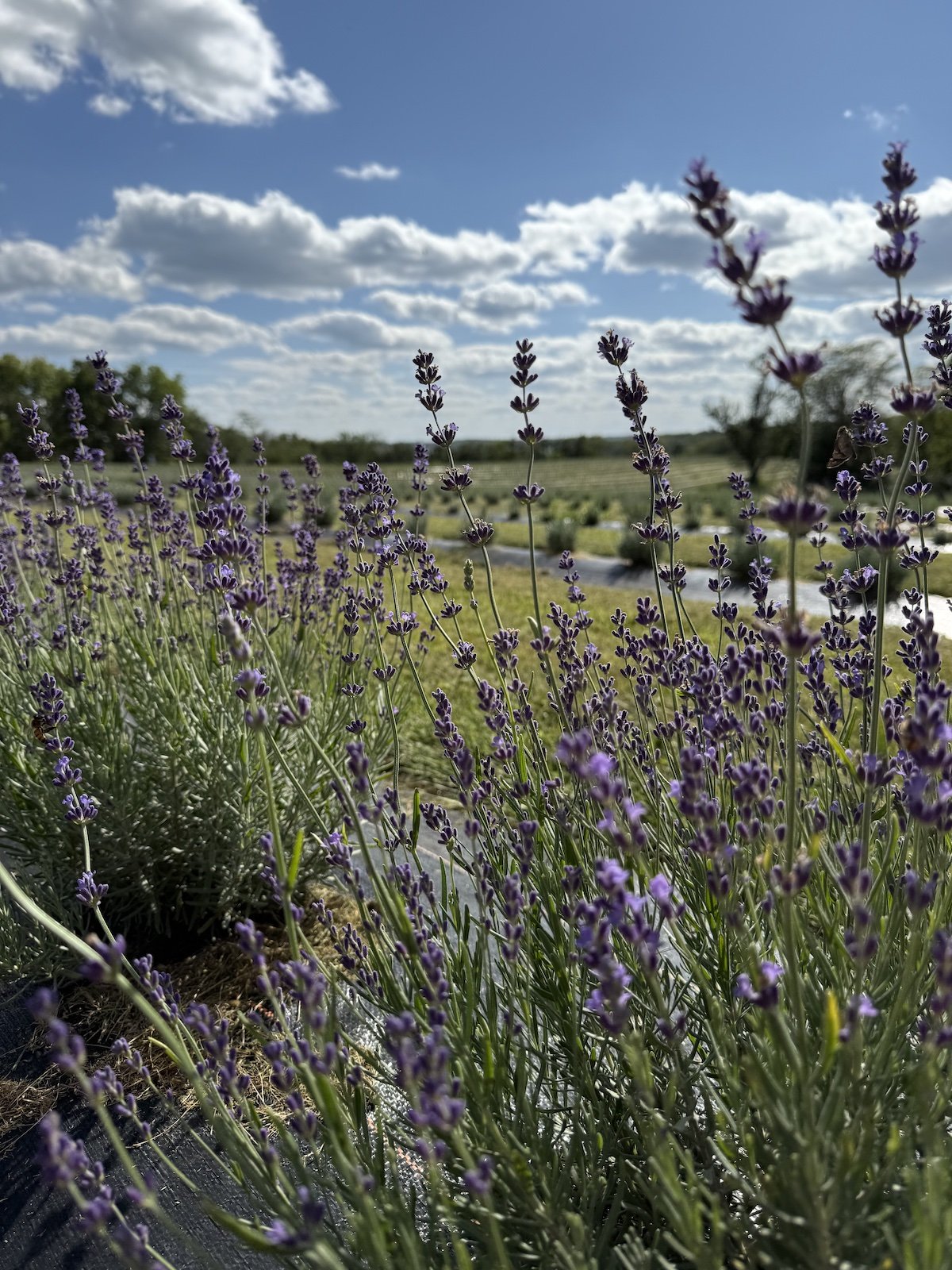 Lavender Hidcote Blue.jpg