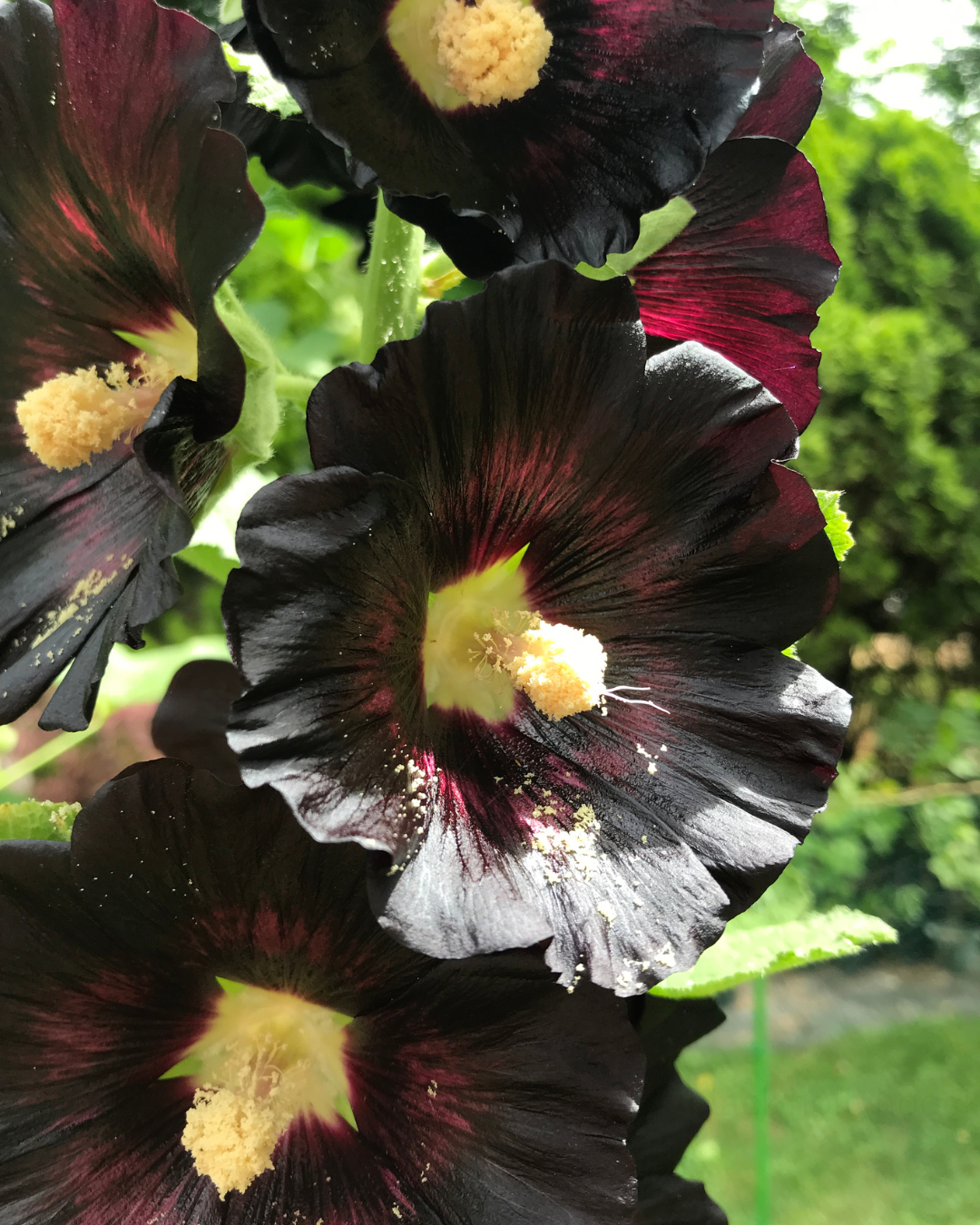 black hollyhock.png