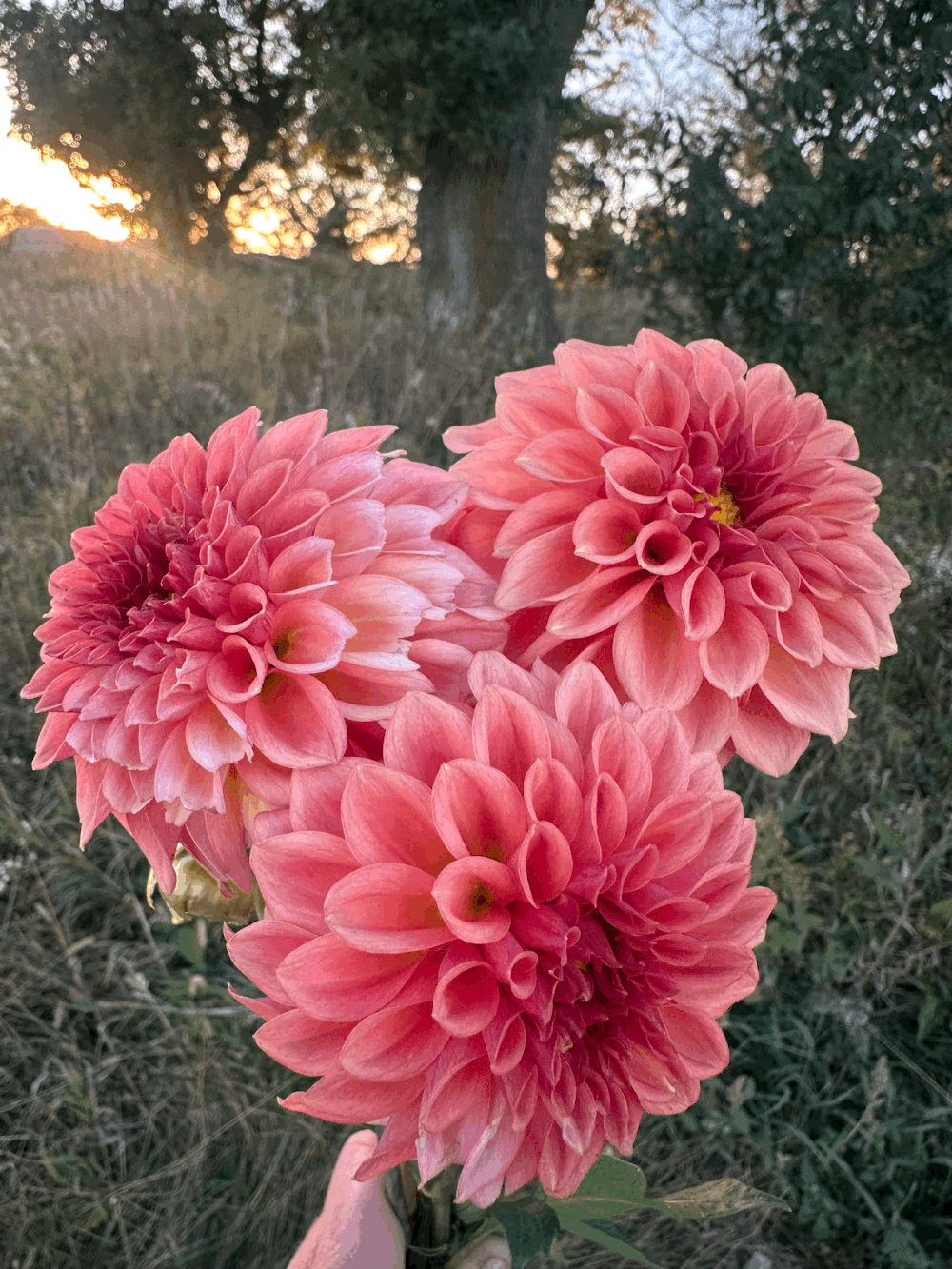 tempImageioh1SF.gif?format=1000w