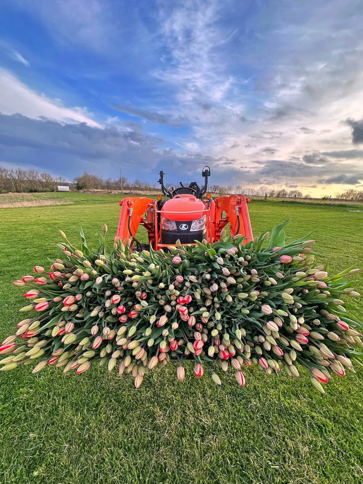PepperHarrow Flower Farm's Bountiful Tulip Harvest 2023